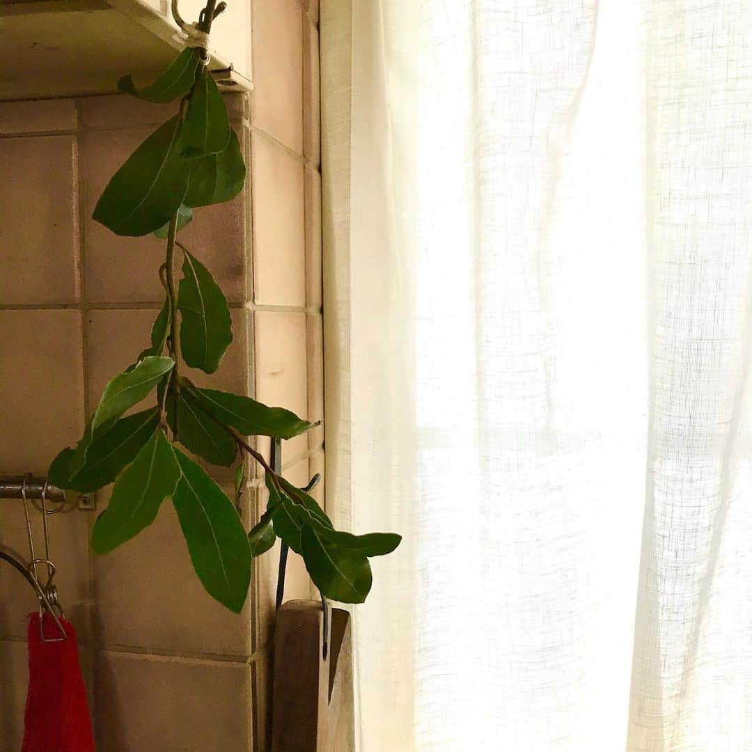 光野桃さんのインスタグラム写真 - (光野桃Instagram)「今日はいいお天気ですね。 キッチンの月桂樹を新しい枝に替えました。 みずみずしく、逞しい緑の色。  #月桂樹」4月4日 11時18分 - mitsuno.momo