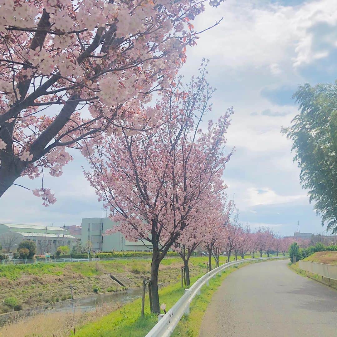 金田久美子さんのインスタグラム写真 - (金田久美子Instagram)「私の住む町、桜台。その名の通り桜満開🌸です。 #桜台 #桜の季節が好き  #sakura」4月4日 11時26分 - kumiko_kaneda