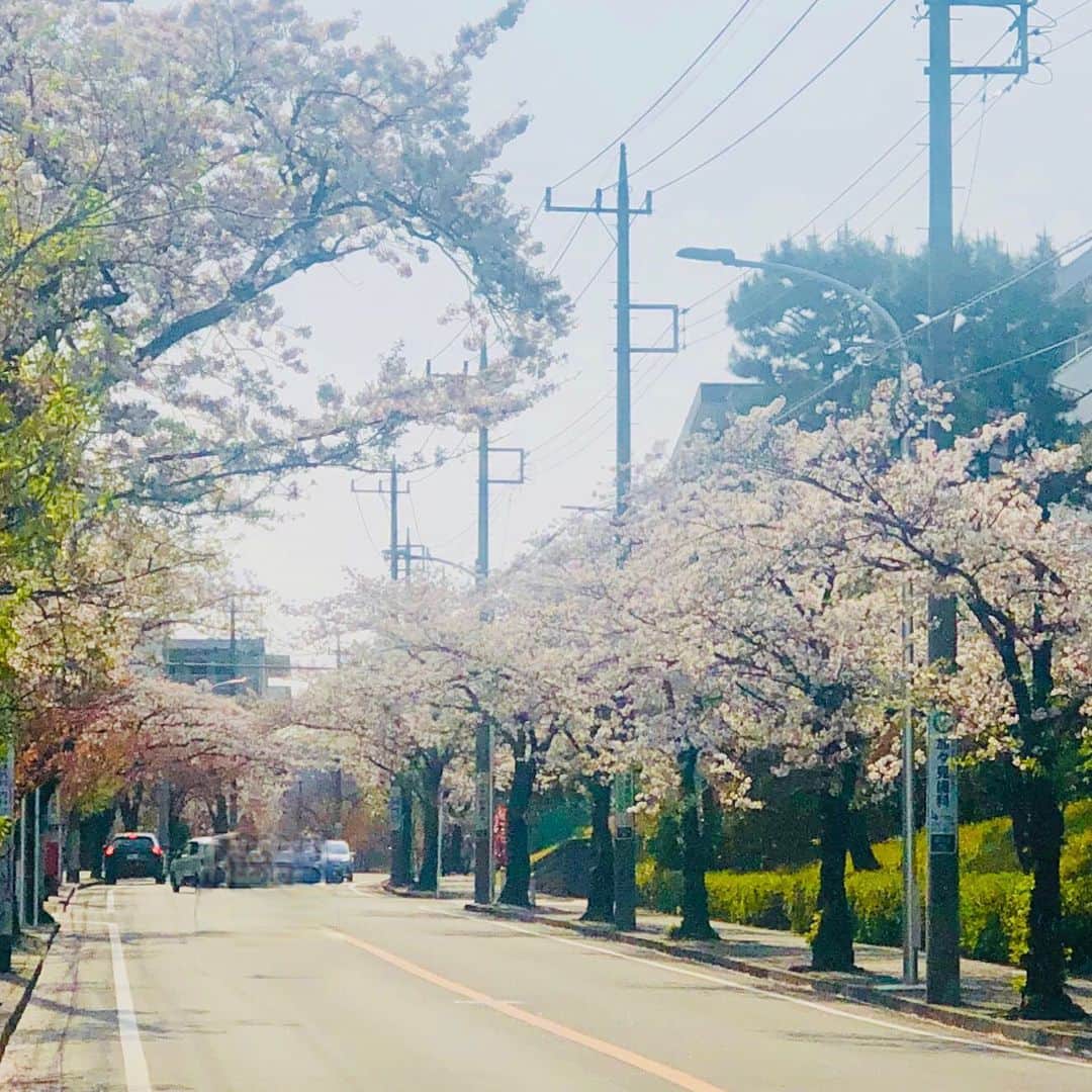 金田久美子のインスタグラム：「私の住む町、桜台。その名の通り桜満開🌸です。 #桜台 #桜の季節が好き  #sakura」