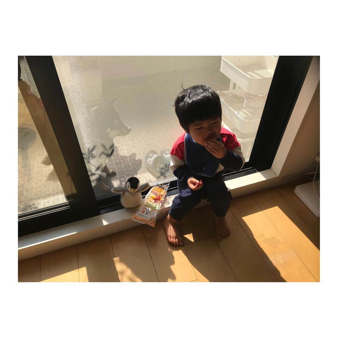 吉村民さんのインスタグラム写真 - (吉村民Instagram)「・ ・ 日向ぼっこ👶🐕 ・ ・ ・ 👶　パンパンたべたい！ 🐕？！？！ ・ ・ ・ 👶おいちいねぇ。 🐕ぼくもほしいなぁ。 ・ ・ #うちで過ごそう  #おうち時間  #柴犬  #犬と赤ちゃん  #犬と子供」4月4日 11時32分 - yoshimuratami