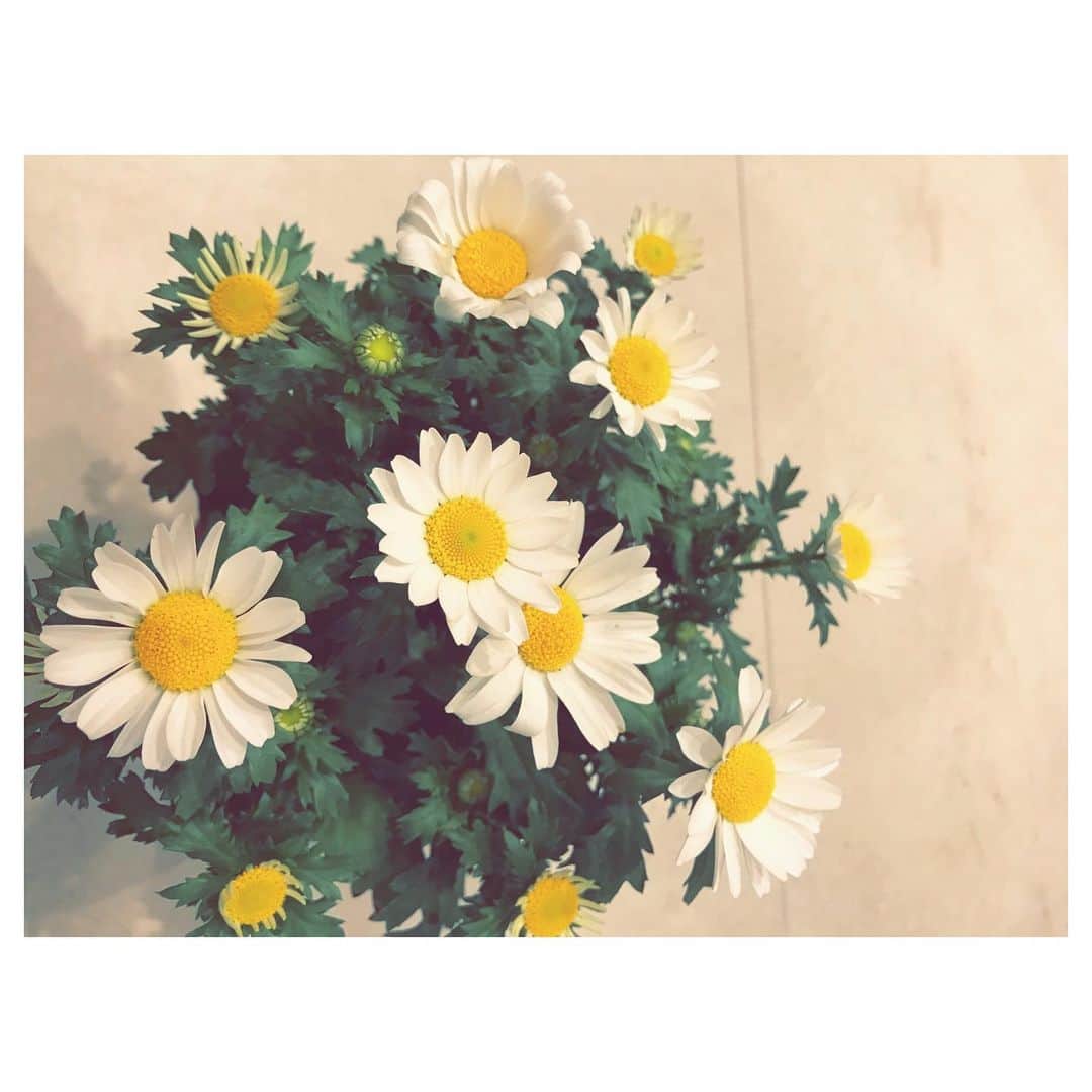 大塚愛さんのインスタグラム写真 - (大塚愛Instagram)「家のノースポール  可愛い子たち。  AIO　#flower  #ノースポール」4月4日 11時53分 - aiotsuka_official