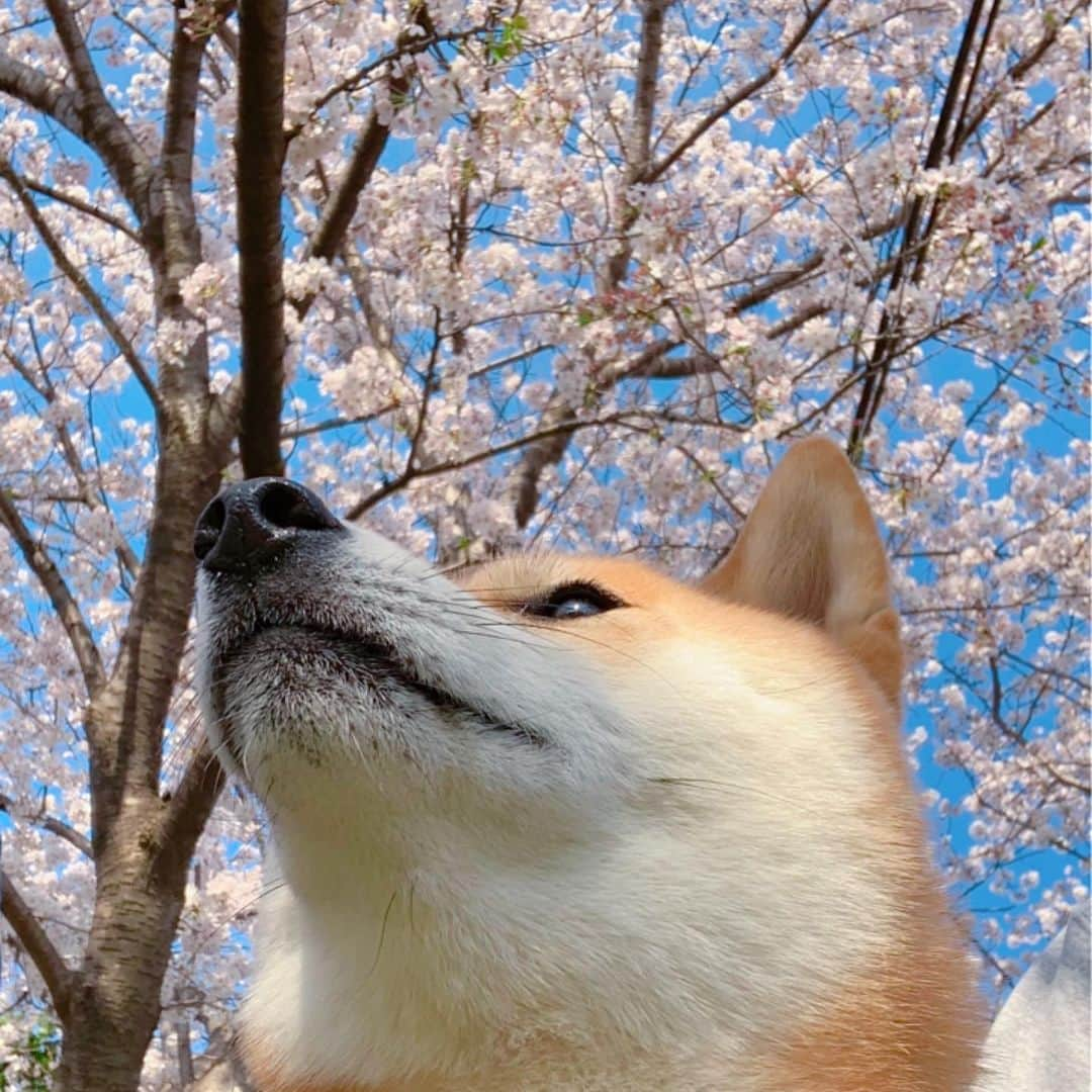 大山加奈さんのインスタグラム写真 - (大山加奈Instagram)「. . 今朝は3人でおさんぽ🐕🚶‍♂️🚶‍♀️ . . 桜の前でちょっと休憩🌸 . . まんなかにおすわりしてるだいずくん 赤チン出ちゃってる😂なぜ？？笑？ . . みんなでおさんぽが うれしかったのかな🤣？？ . . . .  のんきなpostばかりだけど… だいずくんのおかげで 心穏やかな時間を持てているところがあり 毎日だいずくんに救われているので そんなだいずくんの写真で 一瞬でもみなさんの不安や恐怖を 取り除けたらと… . . だいずくんパワー みんなに届けーっ‼︎‼︎! . . #みなさんに癒しを . #だいず #だいず🐕💓 #豆柴 #豆柴部  #柴犬 #しばいぬ  #犬のいる暮らし#🐶 #🐕#いぬすたぐらむ #ワンスタグラム #しばすたぐらむ #mameshiba#shibainu#shibastagram #柴犬好きさんと繋がりたい #柴犬のいる暮らし #柴犬ライフ」4月4日 12時24分 - kanaoyama0619