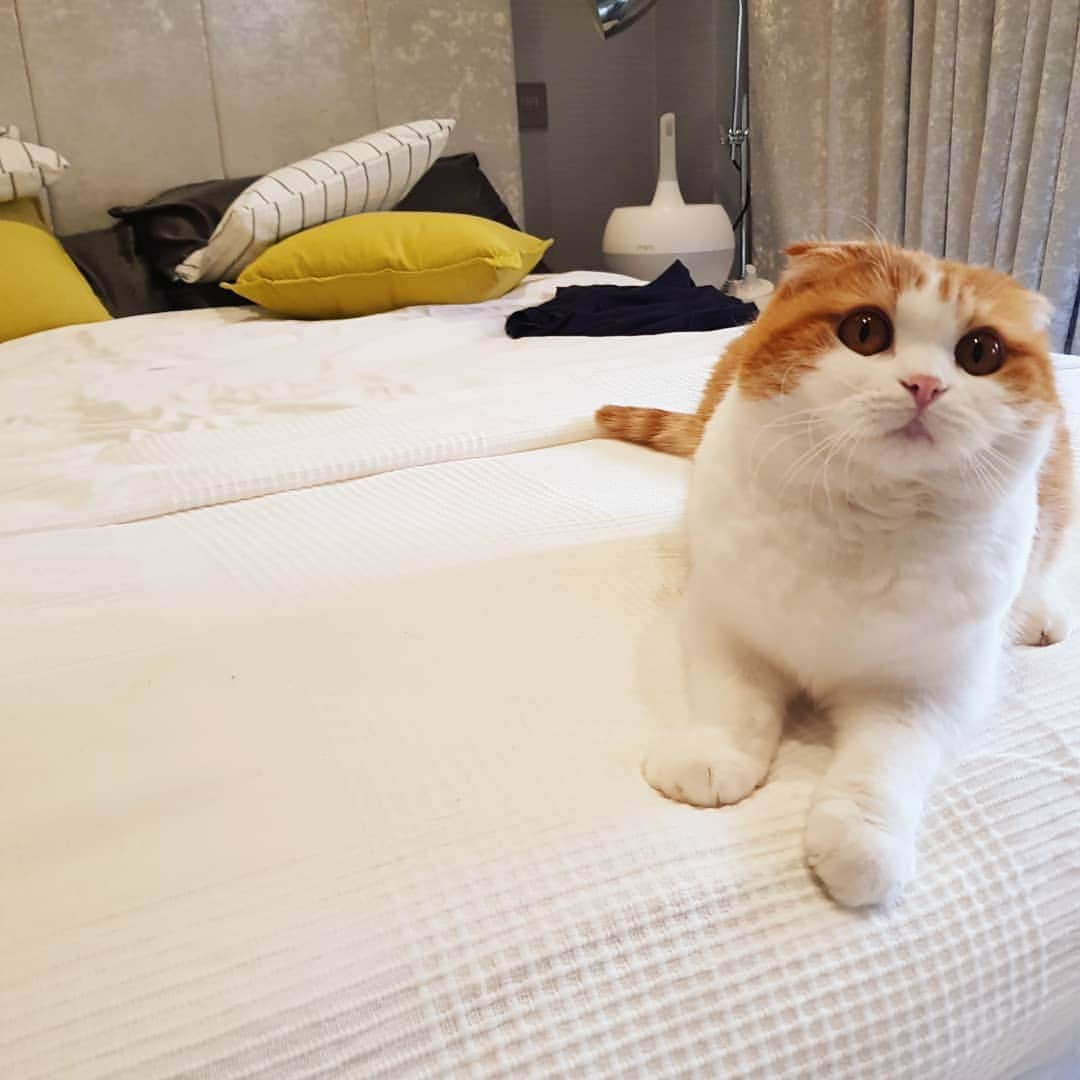 Nana _The Scottish Foldのインスタグラム：「미모열일❤❤❤ beauty❤❤❤ . . #고양이 #猫 #ねこ #スコ #cat #cats #catstagram #catsofinstagram #instagramcats #instacat #bestmeow #catoftheday #catsofworld #catsloversworld #catsofday #냥스타그램 #또앙 #귀여워 #냥이 #caturday #gatos #cats_of_instagram #ilovemycat #catselfie #kittensofinstagram #kittens #catsdaily #kucing #londoner」