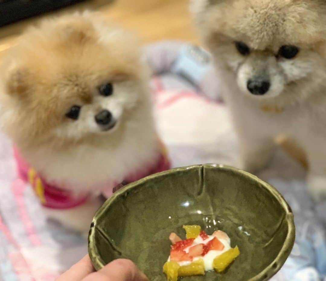 Ella Chuffyのインスタグラム：「When moms home all day, we got a little surprised dessert!! 😍🧁🍓🍊 . . . . . . . . . #ellachuffy #pet #petstagram #pomeranianpage #pomeraniansofinstagram #teacuppoms #cutedogs #pomeranian_lovers #pomeranianlife #pomeranianworld #teddybeardog #pomeranian #puppylove #aplacetolovedogs #dogoftheday #justpomeranians #fluffypack #dogoftheday #anmlsposts #thedailypompom #picoftheday #iflmdog #犬 #狗 #everydaydoglover  #pomeranianww #justpomeranians #bridgetdoodlesdogs #pomeranian_moments」