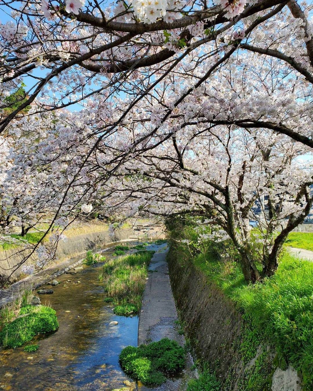坂本麻子さんのインスタグラム写真 - (坂本麻子Instagram)「. お父さんから送られてきた 地元の須恵町の写真🌸 自粛してても春が来てるんだな〜と ほっこりしたのでお裾分け☺️♩ . 春になると川沿いに立ち並んでる木々が 全部ピンクに染まって綺麗なんだよー💓 . 今年はコロナの影響で5年間MCをさせて 頂いてた須恵のつつじ祭りも中止。。 憎いよ、コロナさん🦠 来年は、皆さんにつつじ祭りでまた お会いして去年は大変だったよね！って 笑い話ができる事を願っています😌 今はみんなで我慢だーーーー。 . 気ままに外に出て友達に会ってランチして お酒飲んで、、って早くやりたい！！🍺🍡ね！ . #春#福岡県#須恵町#桜#spring」4月4日 22時17分 - sakamoto_asako