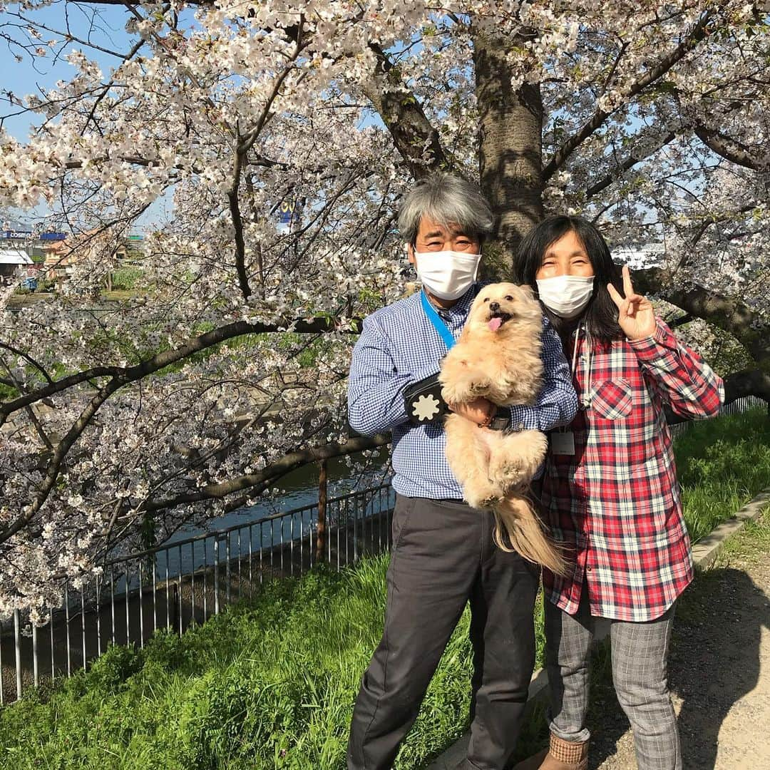 erikaさんのインスタグラム写真 - (erikaInstagram)「お花見🌸 ホントはお弁当持って行きたかったけど、マスクつけての短時間のお散歩。 私のパパママも一緒に♪ たくさんのお花に不思議そうなあっすんでした。  #お花見 #自粛 #5ヶ月 #赤ちゃんのいる生活  #新ママ #短時間散歩」4月4日 22時50分 - ch1na.er1ka