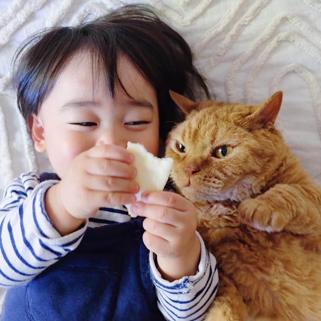 ギネス & ピムスさんのインスタグラム写真 - (ギネス & ピムスInstagram)「04/04/2020 Happy Caturday! ・ Two-shot photography: Nagi with brothers. Have a nice weekend, everyone! #stayhome . ・ ・ 今日の三兄弟。 お菓子片手にツーショット。 凪ねこのお菓子につられる事なく イケにゃんを発揮する王子と お菓子半分こしよーぜと言わんばかりの表情なピム丸。 そして好きが爆発して ピム丸のほっぺに顔を埋める凪ねこ（⑦枚目）でした。笑 今日も我が家は平和でした。 それでは週末もインドアキャットと おうち遊び楽しみます♬ 皆さま引き続き素敵な週末を。 ・ ・ #ギネスくん　 #ピムスくん #ギネピムと凪くん  #1yearold #1歳 #1歳4ヶ月 #16monthsold  #babyboy #男の子ベビー #赤ちゃんのいる生活 #赤ちゃんのいる暮らし #赤ちゃんと猫 #猫と赤ちゃん」4月4日 22時53分 - rina_takei