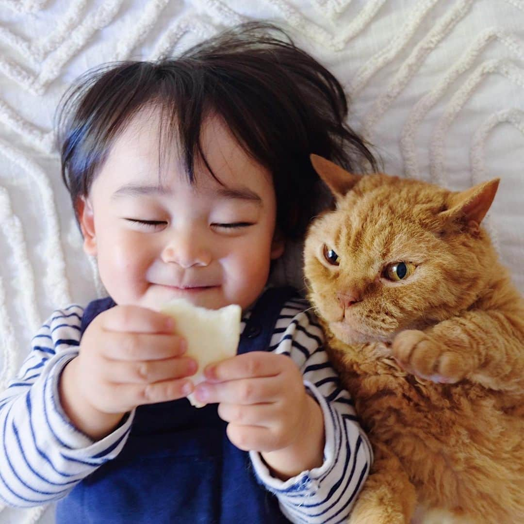 ギネス & ピムスさんのインスタグラム写真 - (ギネス & ピムスInstagram)「04/04/2020 Happy Caturday! ・ Two-shot photography: Nagi with brothers. Have a nice weekend, everyone! #stayhome . ・ ・ 今日の三兄弟。 お菓子片手にツーショット。 凪ねこのお菓子につられる事なく イケにゃんを発揮する王子と お菓子半分こしよーぜと言わんばかりの表情なピム丸。 そして好きが爆発して ピム丸のほっぺに顔を埋める凪ねこ（⑦枚目）でした。笑 今日も我が家は平和でした。 それでは週末もインドアキャットと おうち遊び楽しみます♬ 皆さま引き続き素敵な週末を。 ・ ・ #ギネスくん　 #ピムスくん #ギネピムと凪くん  #1yearold #1歳 #1歳4ヶ月 #16monthsold  #babyboy #男の子ベビー #赤ちゃんのいる生活 #赤ちゃんのいる暮らし #赤ちゃんと猫 #猫と赤ちゃん」4月4日 22時53分 - rina_takei