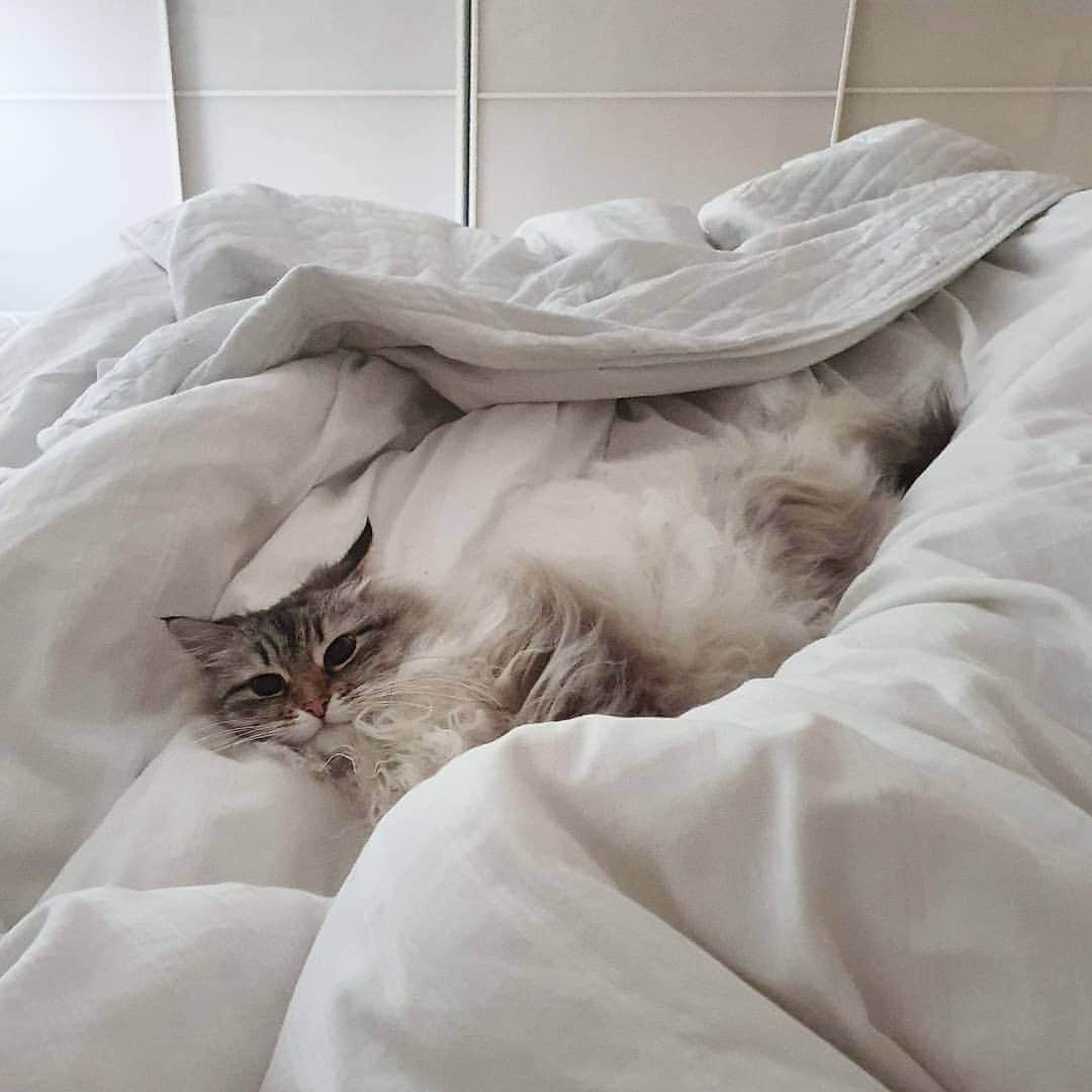 Floraのインスタグラム：「The art of taking up the entire bed = purrfected 😹😹😹#cat#igcutest_animals #cat_features #cutepetclub #fluffypack #katt #bestmeow  #weeklyfluff #meow #AnimalAddicts #kittycat #cat #cats #kitten #kittens #kawaii #instacat #calico #neko #winter #snow #2020 #sibiriskkatt #siberiancat」