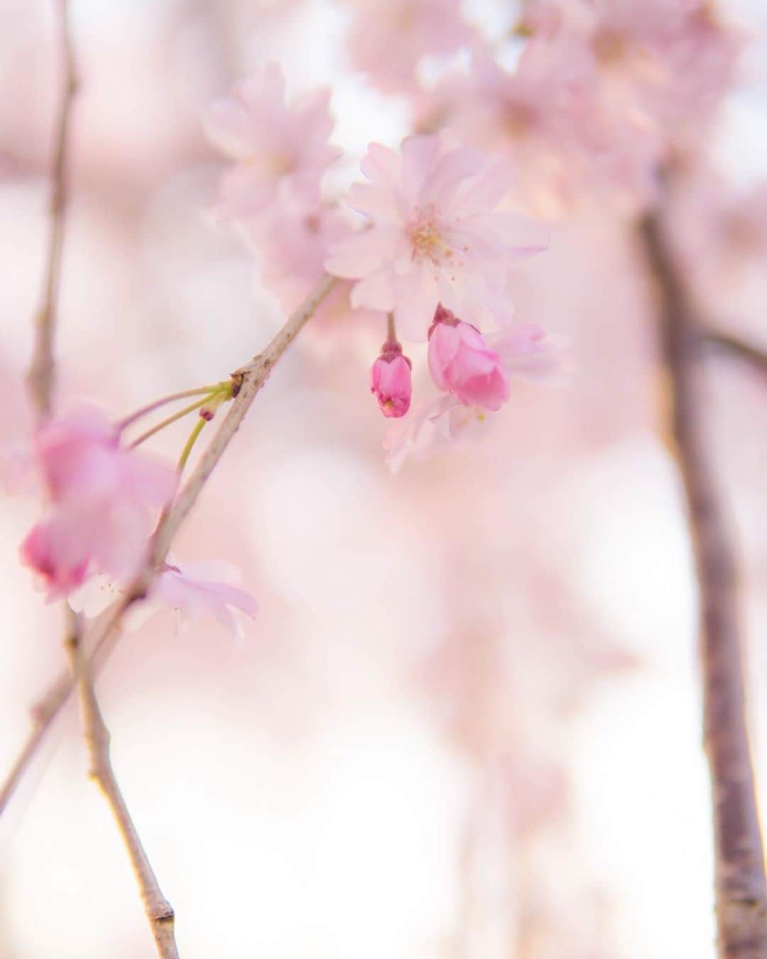 YingTzeさんのインスタグラム写真 - (YingTzeInstagram)「Spring , Two Years Ago . 🌸 This set of kimono photos are still my favourite ! _ Wanted to visit Kyoto , Japan again this year to pray at the Fushimi Inari Shrine ~ but all travel plans have to be postponed till next year. Most of my prayers came true so I would like to visit the shrine again to give thanks . 🙏🏻❤️✨ _ #blessed #kimono #kyoto #kyototravel #sakura🌸 #sakuraseason #japantravel」4月4日 14時32分 - yingtze