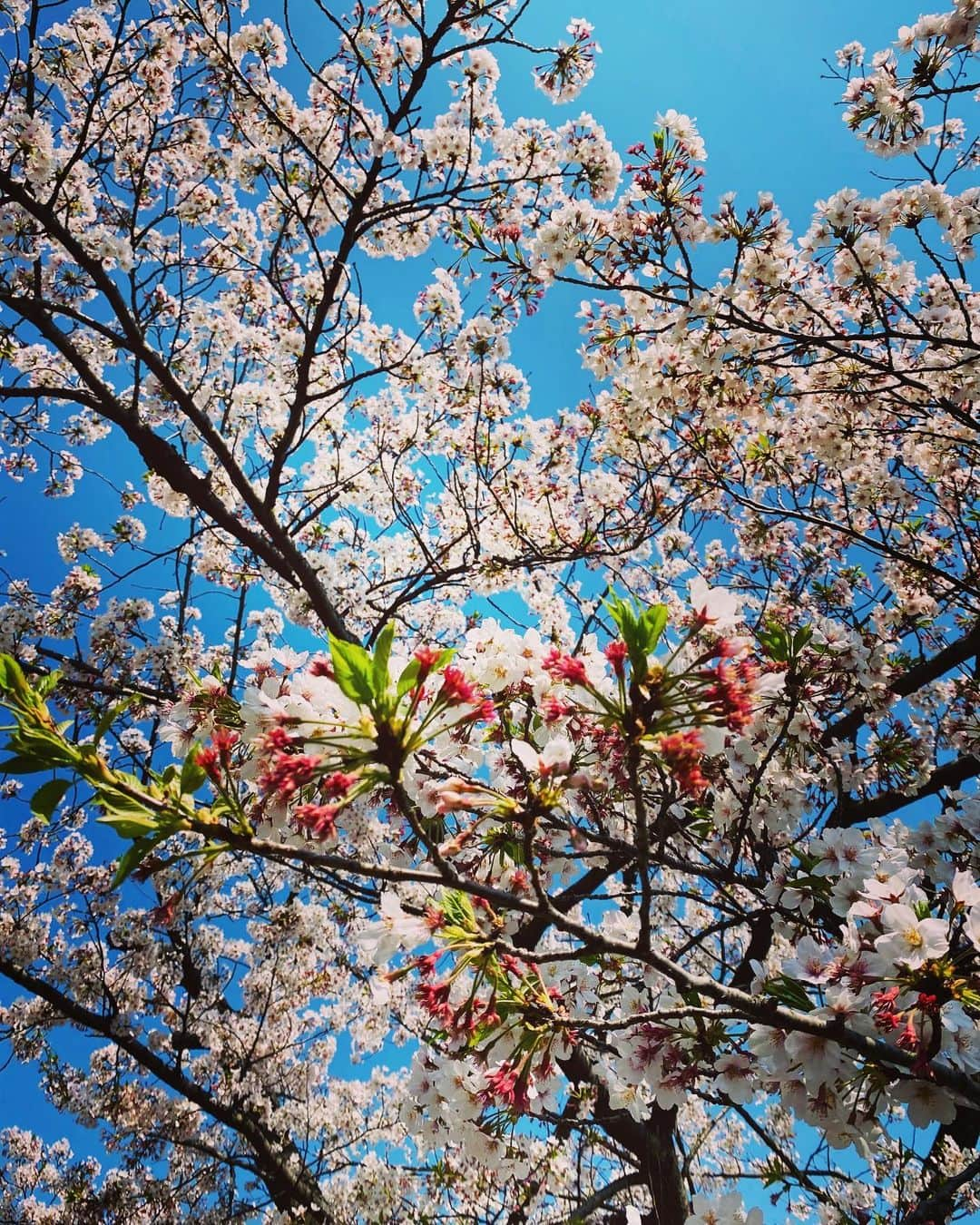 美川憲二さんのインスタグラム写真 - (美川憲二Instagram)「桜とヒデコの映え映え〜😍🌸🌸🌸🌸🌸🌸🌸🌸☺️✌️✌️ 東京の桜はまだまだ綺麗よ〜😍💕💕💕💕💕💕💕 #石神井公園 #お花見散歩  #映え映えー  #癒しの時間  #美川憲一 #美川憲二 #ヒデコフランセスカ #オネェ系 #今日はオカマの日 #記念写真撮影  #ものまね」4月4日 14時34分 - mikawakenji