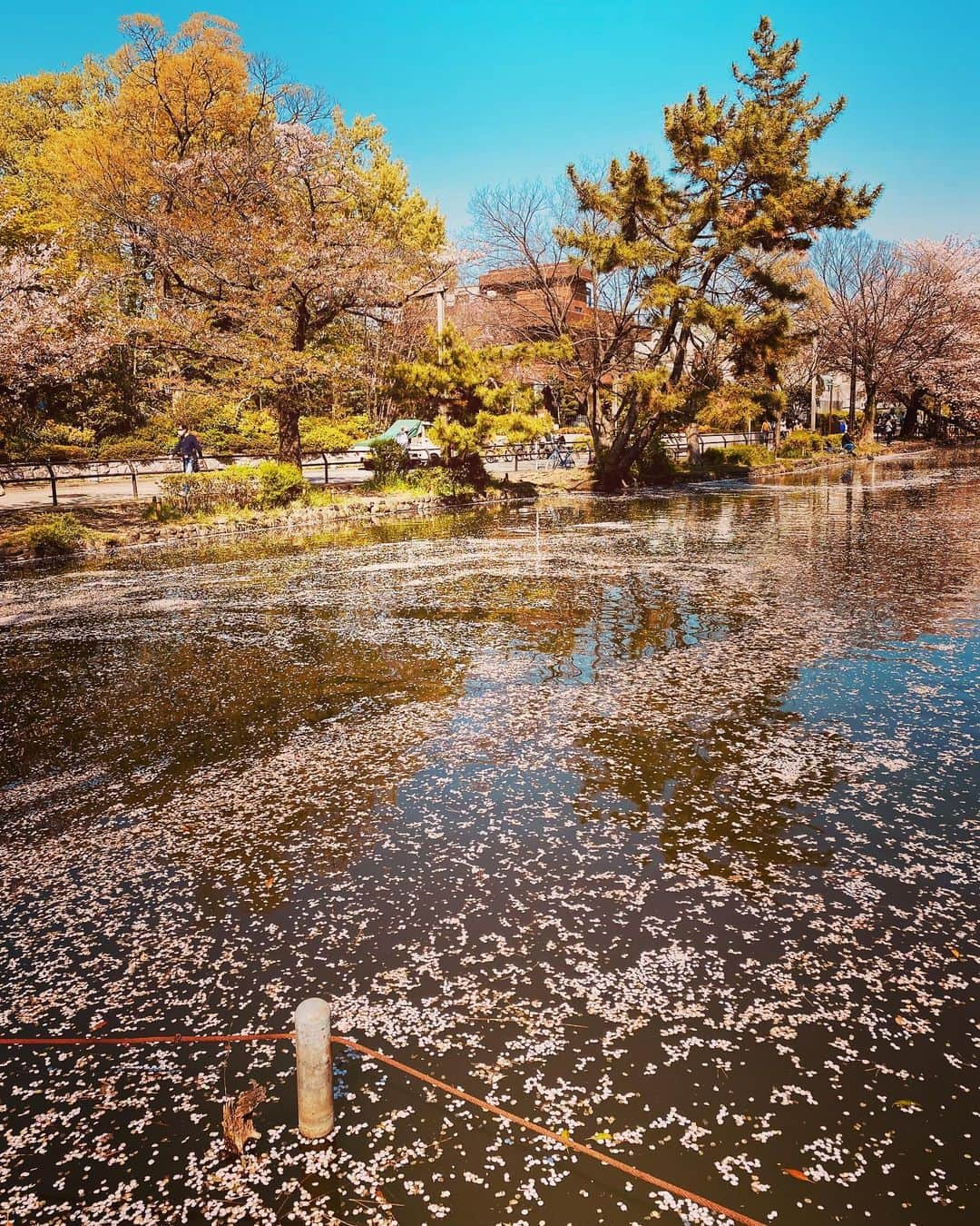 美川憲二さんのインスタグラム写真 - (美川憲二Instagram)「桜とヒデコの映え映え〜😍🌸🌸🌸🌸🌸🌸🌸🌸☺️✌️✌️ 東京の桜はまだまだ綺麗よ〜😍💕💕💕💕💕💕💕 #石神井公園 #お花見散歩  #映え映えー  #癒しの時間  #美川憲一 #美川憲二 #ヒデコフランセスカ #オネェ系 #今日はオカマの日 #記念写真撮影  #ものまね」4月4日 14時34分 - mikawakenji