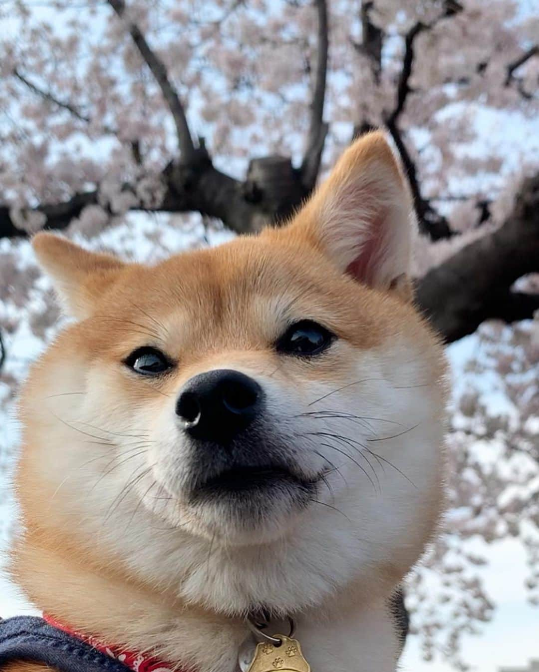 豆柴 サニーちゃんさんのインスタグラム写真 - (豆柴 サニーちゃんInstagram)「. . HELLO〜こんにちわんわん🐻🐶🌸 . お散歩コースの お花見🌸さにらむたん🌸 . ①②ラムちゃん🐶 ③④サニちゃん🐻 . ラムちゃんは、初めて見る桜だね☺️ サニちゃんは、3回目〜🌸 . . #お花見🌸 #桜🌸 #お散歩コース #はじめてのお花見🌸 #あご肉 #花より団子だよね . #柴犬#豆柴 #赤柴#豆柴子犬 #まめしば#いぬのきもち#ふわもこ部 #サンデイ#サンデイいぬ組#anicas#shiba_snap #shibainu#shiba#mameshiba#shibastagram #mameshibapuppy#shibapuppy #豆柴サニーちゃん#豆柴ラムちゃん#さにらむたん #さにらむ2020」4月4日 14時58分 - sunny_rei_32