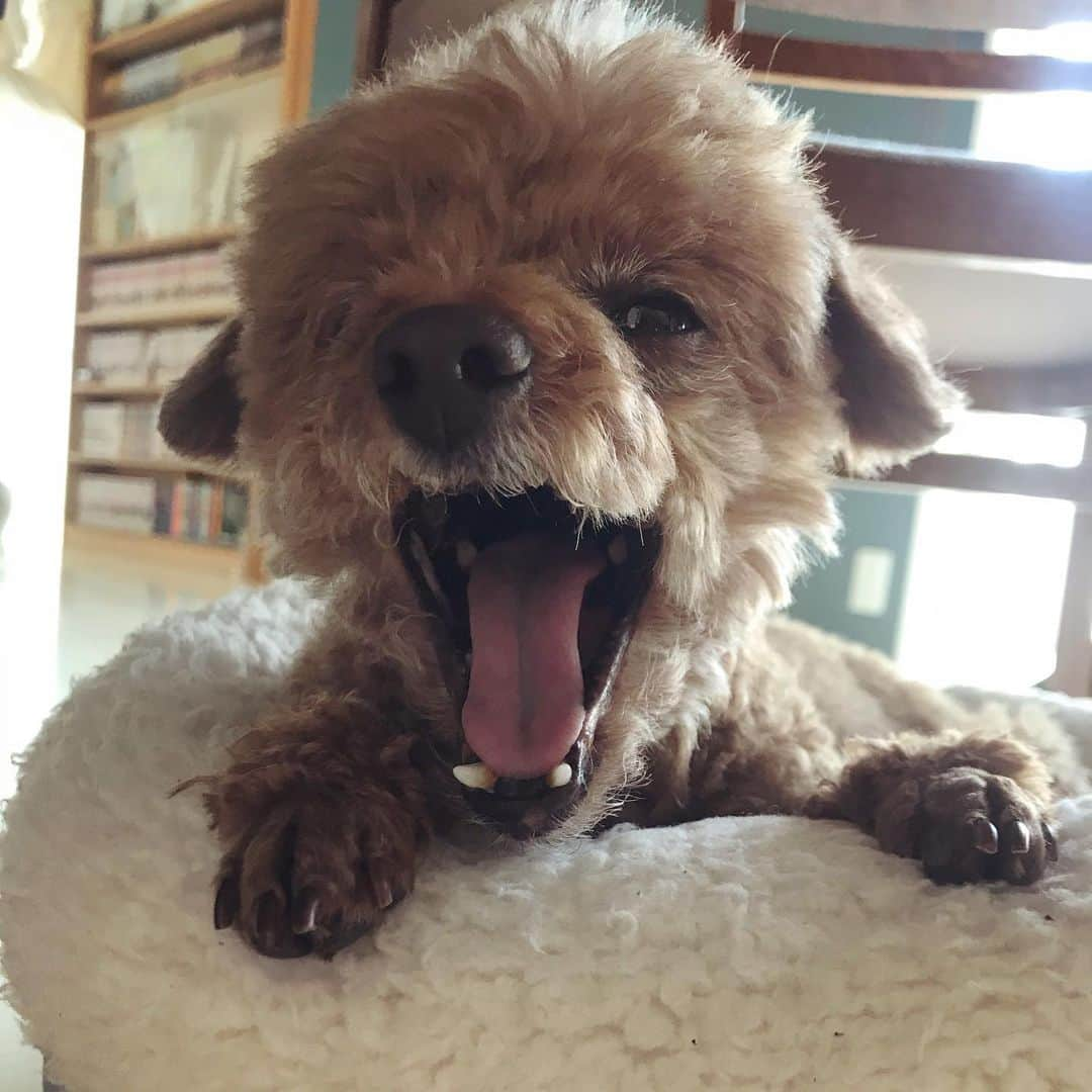 棚橋弘至さんのインスタグラム写真 - (棚橋弘至Instagram)「昼下がり。ハナあくび。 #toypoodle ※撮影 息子」4月4日 14時55分 - hiroshi_tanahashi