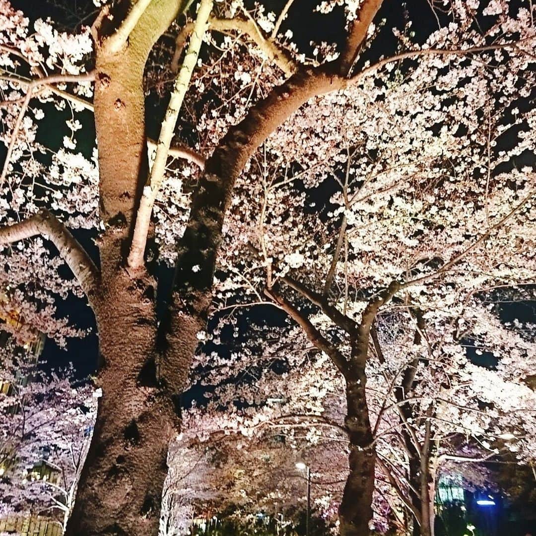 小野晴香のインスタグラム：「空気だけは爽快な春日和、 (写真は先日の夜桜  #大丈夫だ #🌸」