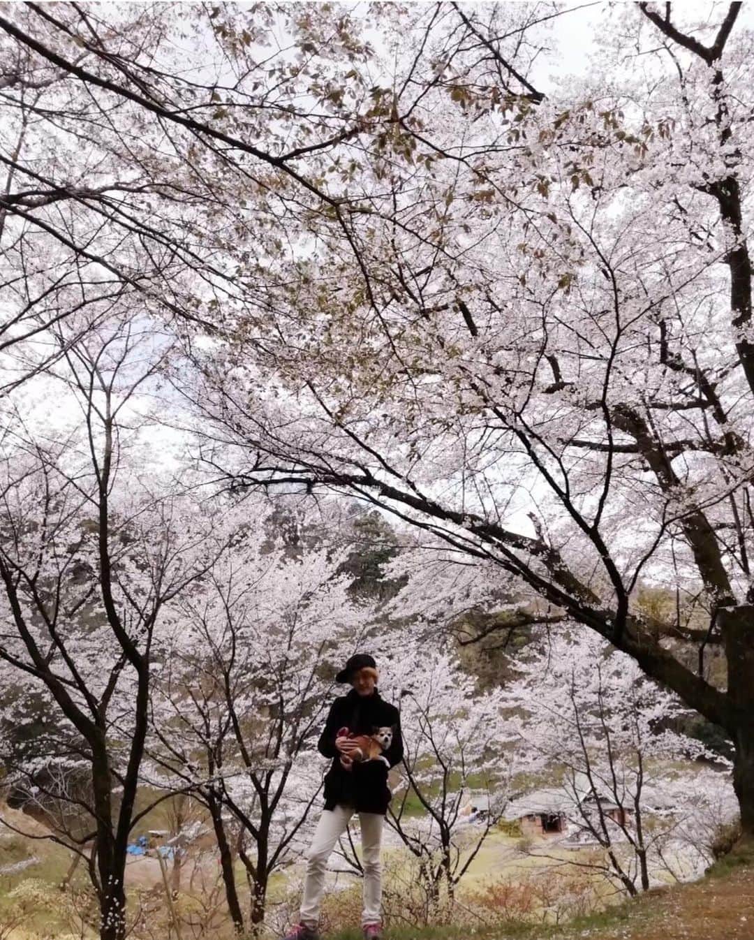 如月蓮さんのインスタグラム写真 - (如月蓮Instagram)「・﻿ 『おうち時間』ということで、今日は家族の話です。﻿ （写メはこむぎのお散歩圏で、もう“うちの桜”だと思ってます。笑）﻿ .﻿ 3月末は、私の両親の仕事の節目の日でした。﻿ 父はカレンダーに印をつけて、この日をカウントダウンするのを楽しみにしていましたが、突然の休校で、そのまま退職になってしまいました。﻿ 何十年も勤めたお仕事の最終日をこんな形で迎えてしまうとは。﻿ 世界中に不安が広がり、世の中では卒業式も満足に行えず、学生さんや定年の方もいつのまにか大切な節目を終えてしまった方が多くいらっしゃると思います。﻿ 「ゴールテープが急に目の前に現れてしまった」﻿ と父が呟いていました。﻿ この年に卒業を迎えた方の気持ちを思うと、本当に胸が締め付けられます。﻿ .﻿ そんな時こそ、家族がいるじゃないか！！﻿ 朝に弱い私ですが、その日だけはお見送り。﻿ 「おはよう！おめでとう！いってらっしゃい！気をつけてね！」﻿ 両親は毎日笑顔で働きに行き、子供達を育ててくれてた。それがどれだけ大変な事だったか、今なら少しわかる。﻿ 私に最高の人生をプレゼントしてくれた両親に、﻿ 感謝です。尊敬です。誇りです。﻿ 夜は盛大にお祝いしました！﻿ 家族へのサプライズこそ気合いいれなきゃね！﻿ 2人の喜ぶ顔が嬉しかったです。﻿ これからは、両親との時間も大切にしたいと思いました。﻿ .﻿ 離れて暮らす弟夫婦も、別日にお祝いしてくれました。﻿ 両親思いの弟夫婦のサプライズも本当に温かく、両親も幸せそうでした。﻿ 私は一人暮らしが長いので、やっぱり家族っていいなぁと、しみじみと思いました。笑﻿ .﻿ もし一緒に暮らしている家族がいるのなら、この機会に何でもないサプライズをして、幸せな時間をつくってみてください☆﻿ できることをすればいい。﻿ できることを考えればいい。﻿ できることを楽しめばいい。﻿ 健康に。前向きに。﻿ 人の心を満たすのは、人でありたい。﻿ 家族、大好き♡﻿ .﻿ .﻿ .﻿ #卒業おめでとう﻿ #新婚さんおめでとう﻿ #関西で培ったタコ焼きの腕を披露﻿ #ドヤッ﻿ #如月蓮﻿ #RENスタグラム﻿」4月4日 15時19分 - kisaragi.ren2