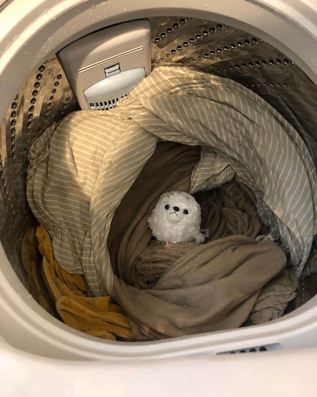 関取花さんのインスタグラム写真 - (関取花Instagram)「今朝シーツなどを洗濯したのですが、洗濯機の蓋を開けたら母に貰ったあざらしの赤ちゃんのぬいぐるみがこちらを見ていました。(ベッドに置いていたので紛れてしまったらしい)なんだかちょっと癒されたのでシェア🐧」4月4日 15時21分 - dosukoi87