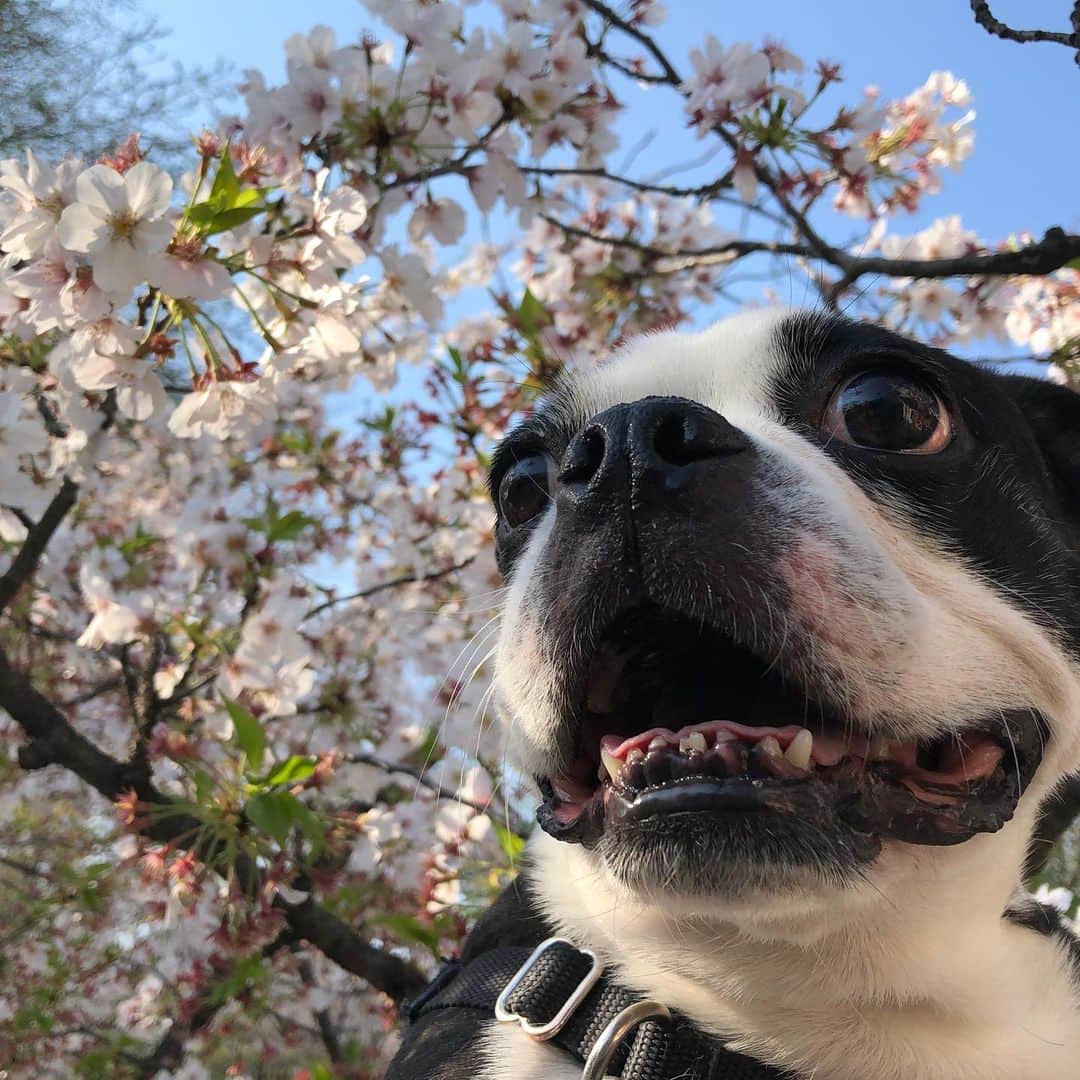 千国めぐみさんのインスタグラム写真 - (千国めぐみInstagram)「お散歩ついでにさっとお花見 #桜とぼく」4月4日 15時44分 - chikunimegumi