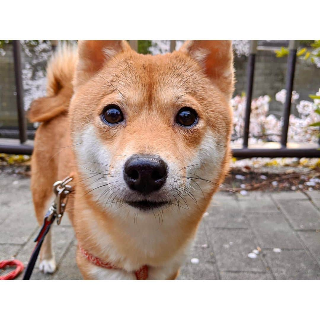 VANRIさんのインスタグラム写真 - (VANRIInstagram)「🐕 ちょっとおかーちゃん！ 写真ばっか撮ってないで歩こうよ！ と言わんばかりに 目の前に鎮座するはなびさん #豆柴 #柴犬 #日本犬 #しばすたぐらむ」4月4日 16時27分 - vanri0121