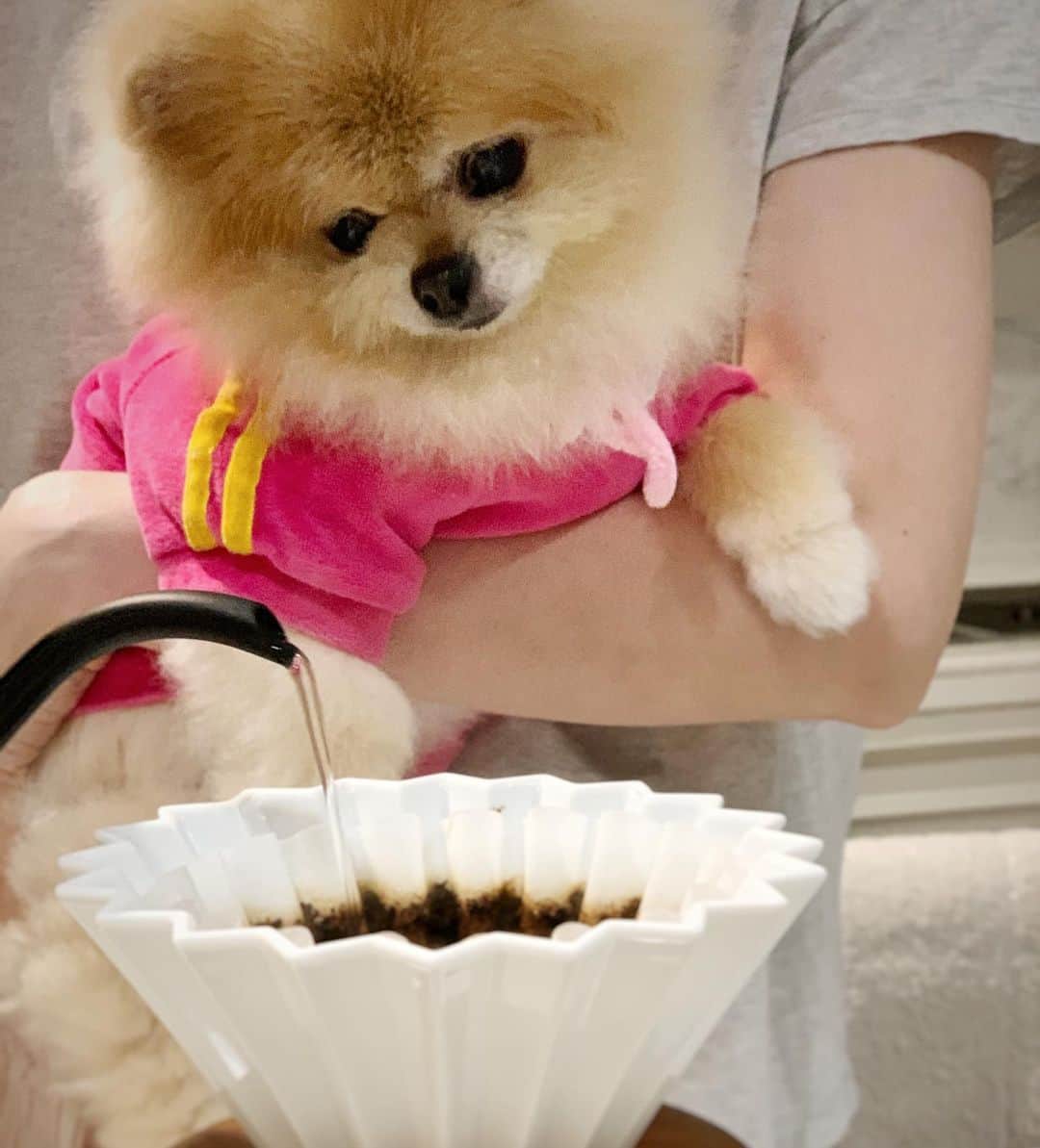 Ella Chuffyのインスタグラム：「Quarantine day 15346789 🤔 what’s day is today??!?!? . . . . . . . . . #ellachuffy #pet #origamidripper #kurasu #pomeranianpage #pomeraniansofinstagram #teacuppoms #cutedogs #pomeranian_lovers #pomeranianlife #pomeranianworld #teddybeardog #pomeranian #puppylove #aplacetolovedogs #dogoftheday #justpomeranians #fluffypack #dogoftheday #anmlsposts #thedailypompom #picoftheday #iflmdog #犬 #狗 #everydaydoglover  #pomeranianww #justpomeranians #bridgetdoodlesdogs #pomeranian_moments #TheTrendyBarista」