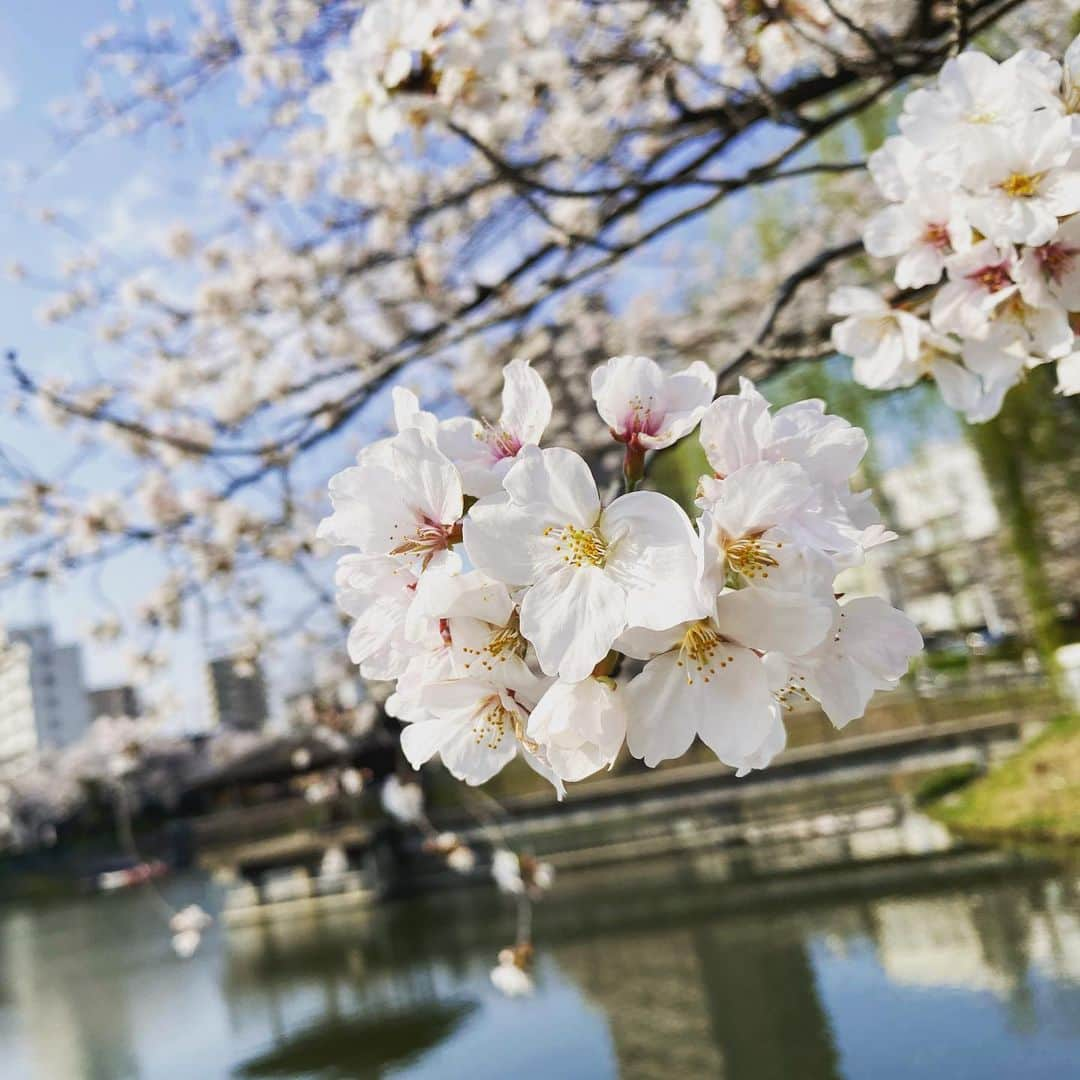 倉橋友和さんのインスタグラム写真 - (倉橋友和Instagram)「ボートに乗って、池の上からお花見🚣‍♂️🌸 春の陽気に包まれた週末ですが、どうか#3密を避けて 一日を過ごしましょう。 #桜 #満開 #名古屋の桜 #花見 #お花見 #メーテレ #アナウンサー #倉橋友和」4月4日 16時55分 - nbn_kurahashi