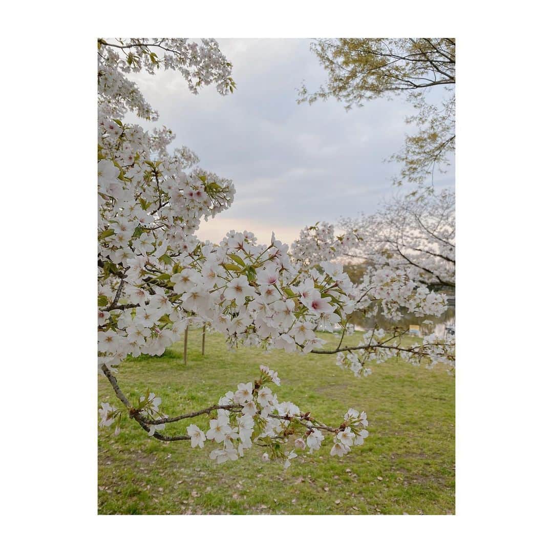 川上千尋さんのインスタグラム写真 - (川上千尋Instagram)「#おうちでお花見 🌸」4月4日 17時14分 - this_chihhi