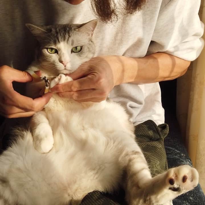 Sakiのインスタグラム：「* Hi guys. How are you all doing? So I wanted to share you guys a video of how we cut the cat's nail. Eve was such a good girl😍 . 皆さんこんにちは。 今日は私達が猫の爪を どうやって切っているかシェアします✨ イブちゃん良い子だったぁ👍🏻 #asmr #元野良猫部 #元野良もカワイイ説普及隊 *」