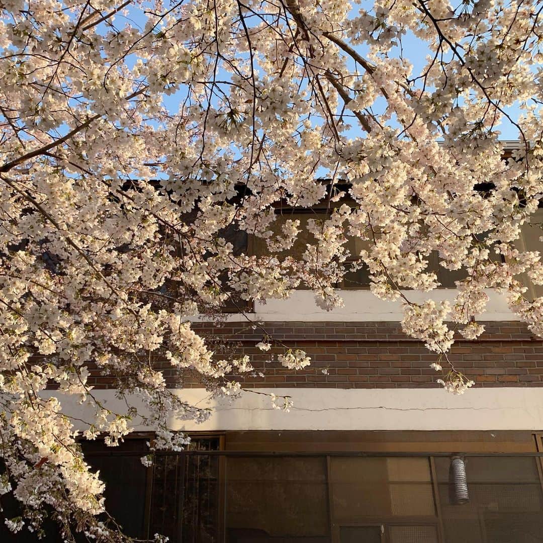ミナ さんのインスタグラム写真 - (ミナ Instagram)「2019.04.04 ⠀ 아이폰이 보여준 작년의 오늘 떨어지는 꽃잎에 눈길이 자꾸 따라가 편집은 할 수 없었던 그 날 - 이번 주 브이로그는 오늘 8시에 올라갑니다🌸」4月4日 17時41分 - blossomh_