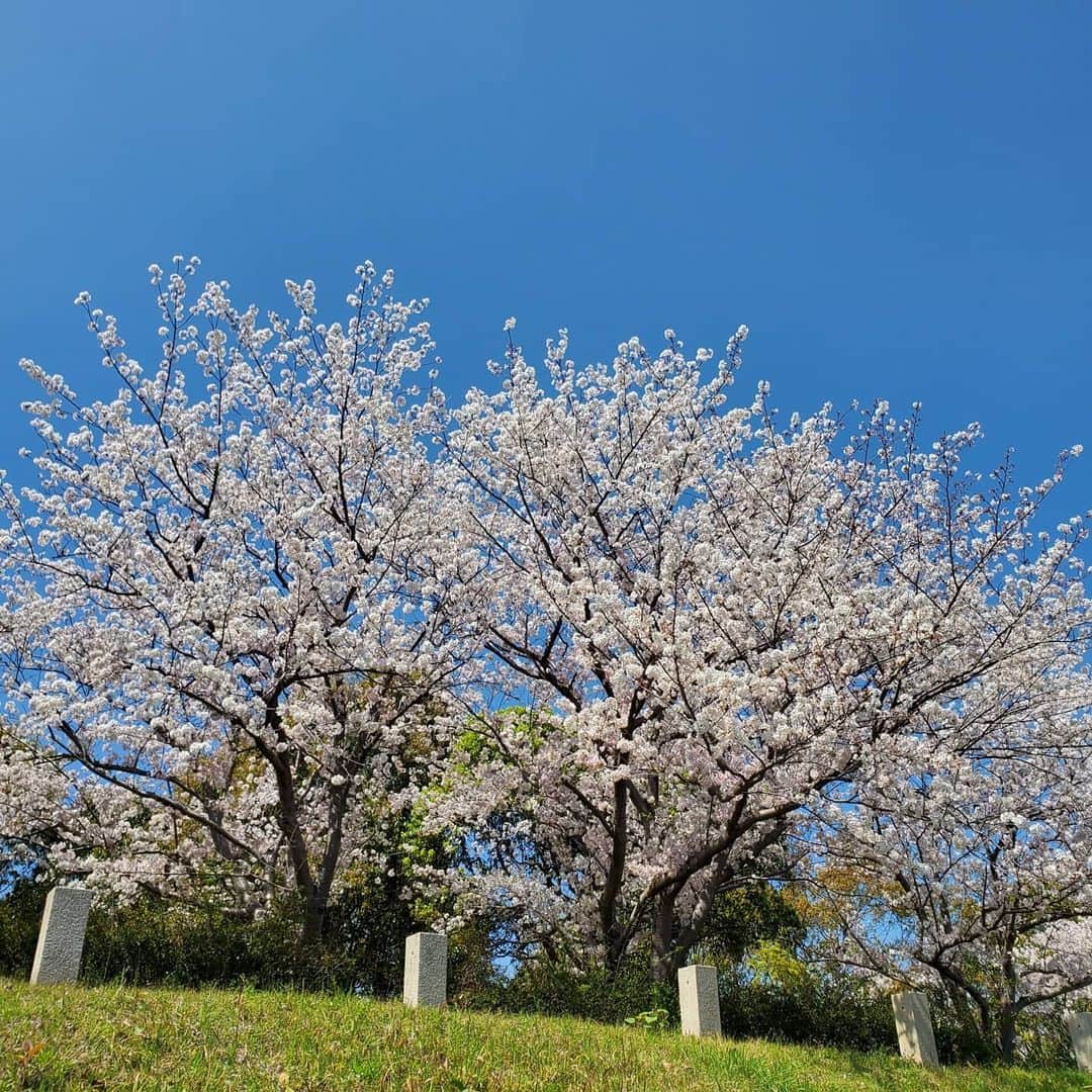 田畑竜介さんのインスタグラム写真 - (田畑竜介Instagram)「散歩がてら #近所の桜 で花見🌸  桜の名所など人混みが予想される所は 出掛けられませんが、 近所の桜を見るのが良いですね🌸  一年懸けて、見事な花を咲かせる桜に 元気をもらえます😣  来年は桜の下で乾杯したいな😣  皆さんの近所の桜(人混みではない所)を投稿すると、 Instagram上でお花見が出来ますね🌸  #近所の桜 #令和最初の桜」4月4日 17時53分 - tabacchi_rkb