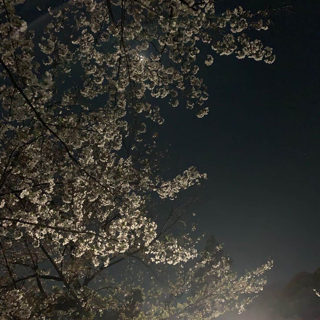 松田美由紀のインスタグラム：「誰もいない公園に、桜独り占め🌸久しぶりに、開放された。」