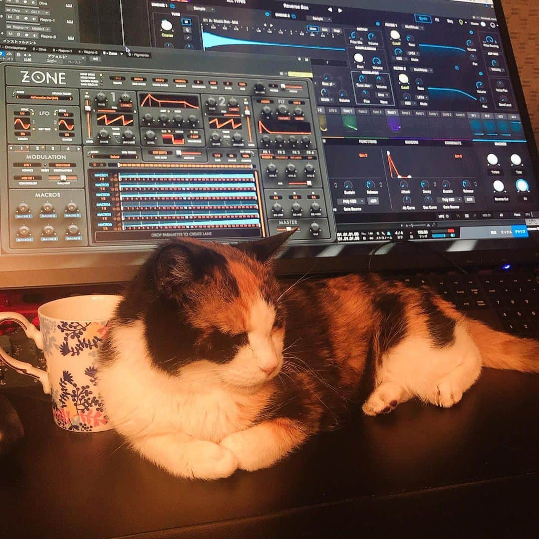 門倉聡のインスタグラム：「捗らない。 #cat #catmusic」