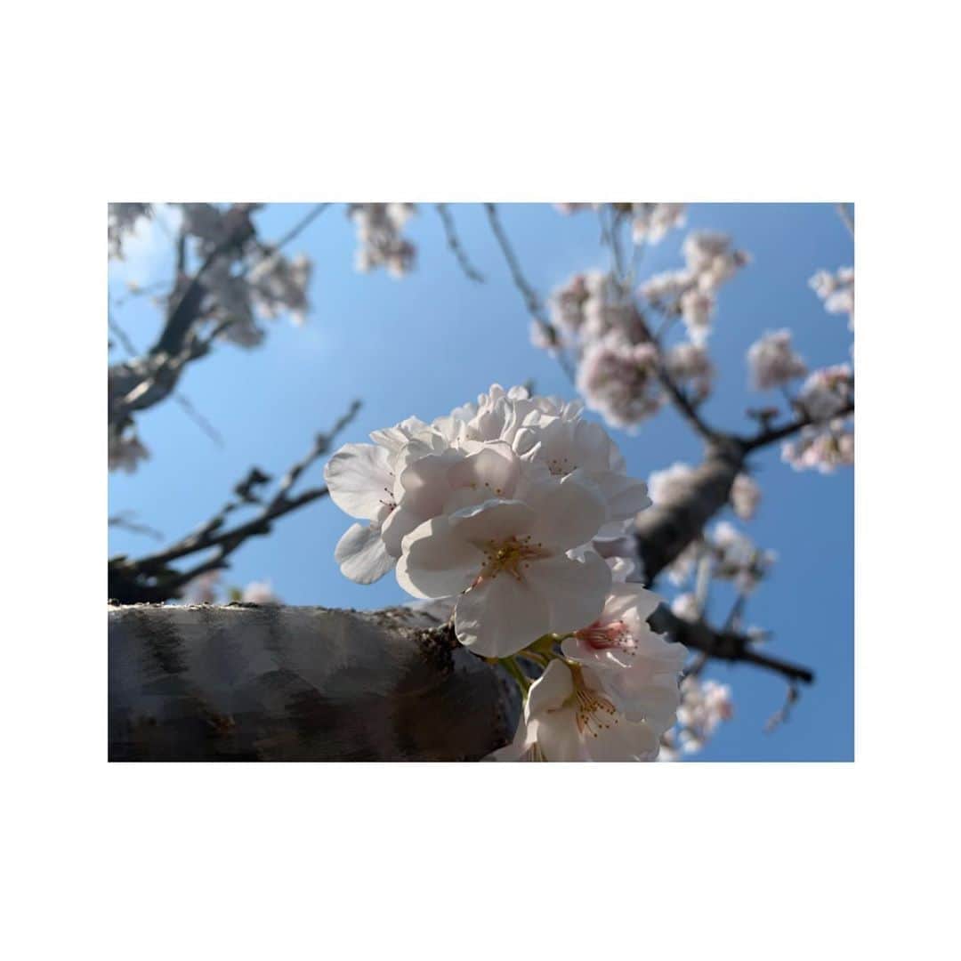 玉田志織さんのインスタグラム写真 - (玉田志織Instagram)「． 去年のおばあちゃん家の桜🌸」4月4日 18時50分 - tamada_shiori_official