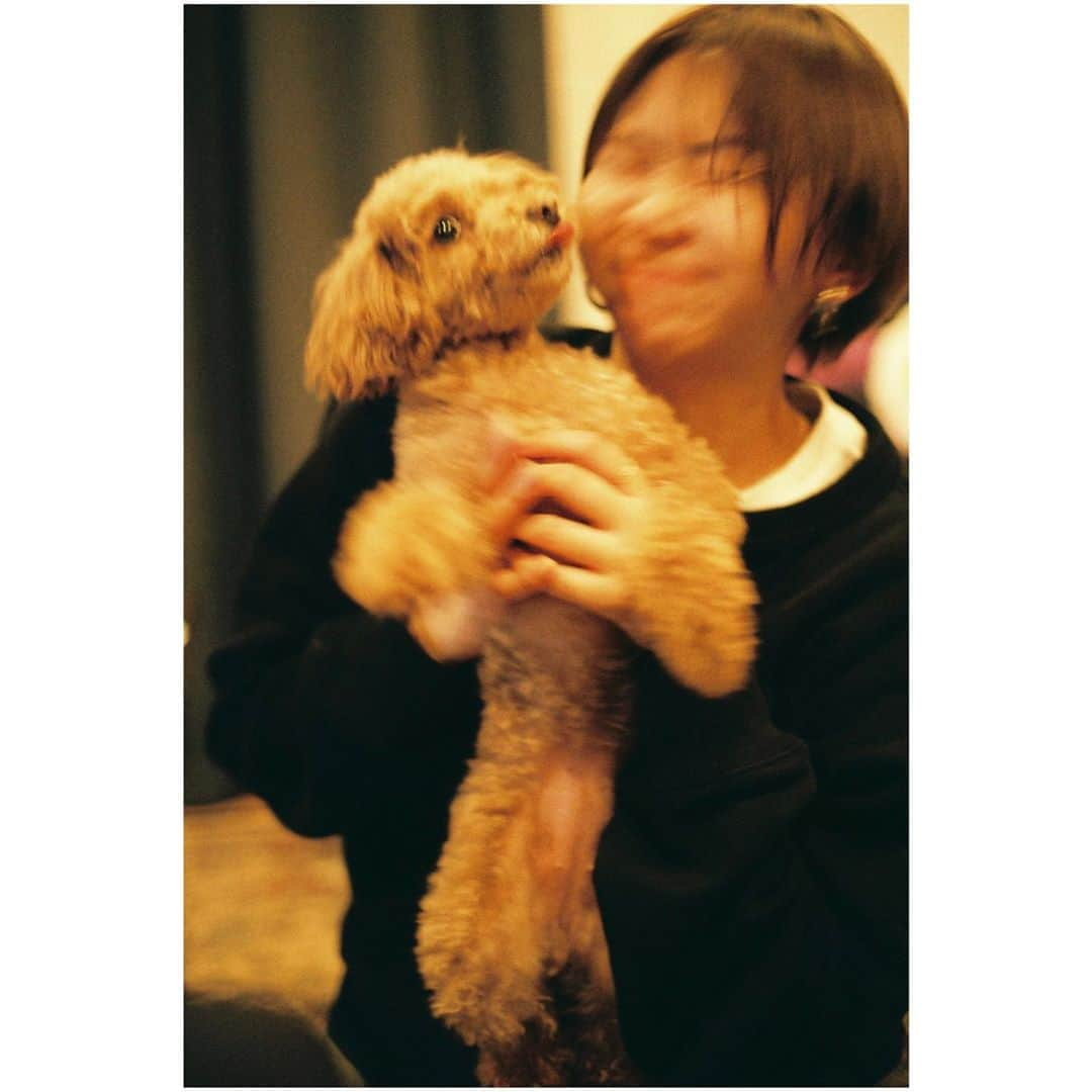 小口桃子のインスタグラム：「犬さん爆盛れ写真館🐶﻿ ﻿ ﻿ ﻿ #camera#filmcamera#filmphotography#film#fujifilm100#フィルムカメラ#フィルム﻿」