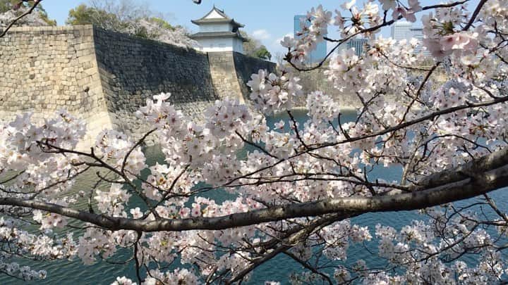 kyoko_zzzのインスタグラム：「#cherryblossom」