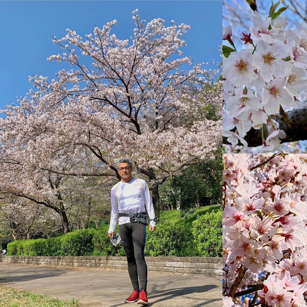 渡辺裕之さんのインスタグラム写真 - (渡辺裕之Instagram)「#桜 #夢拾い #美人」4月4日 19時19分 - hiroyuki6267