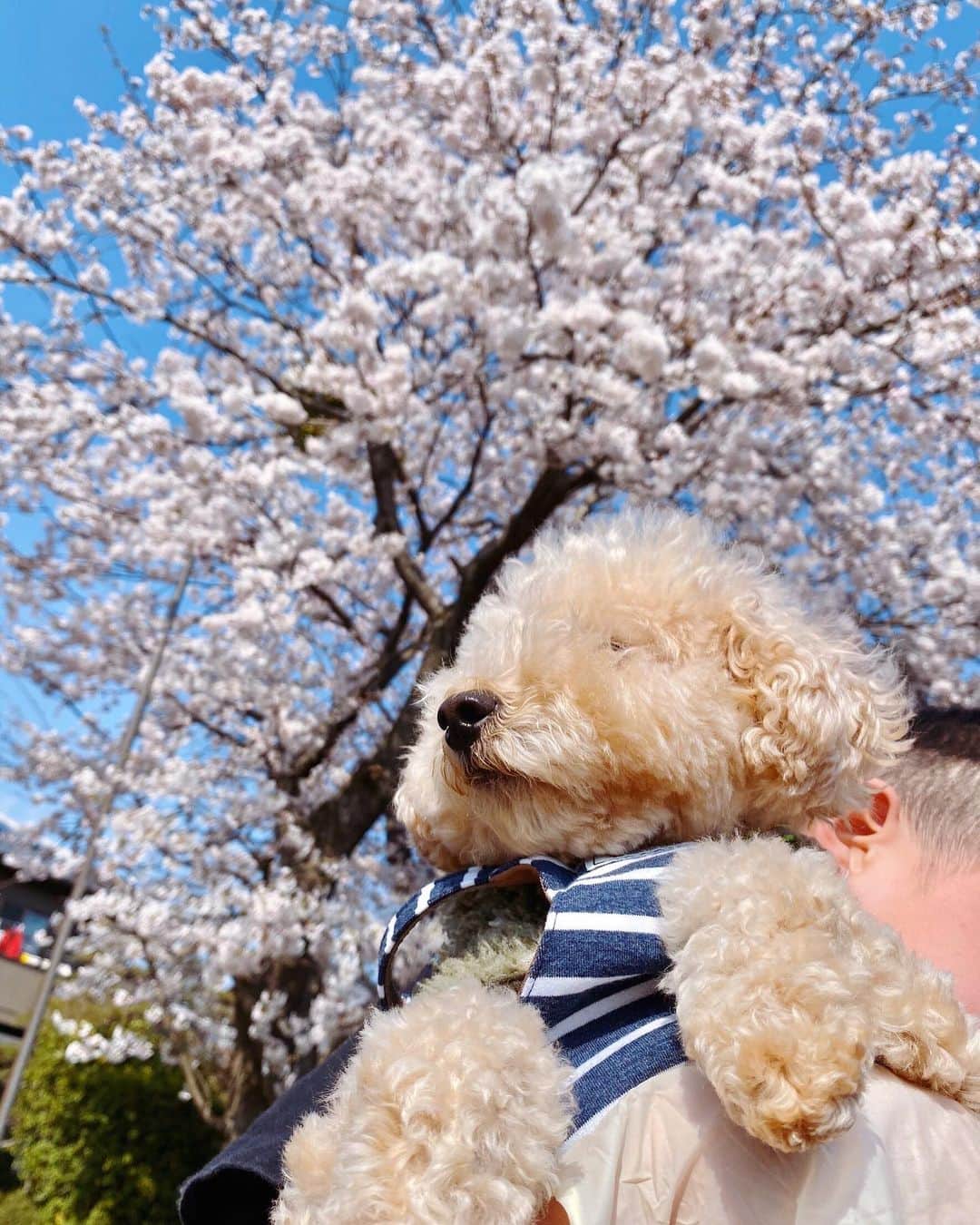 戸崎奈津さんのインスタグラム写真 - (戸崎奈津Instagram)「実家からの写真🌸🐶﻿ 相変わらず目あいてないし ぬいぐるみ😻﻿🐾 ﻿ 桜満開🌸﻿確か姉が産まれた時に両親が植えたんだっけな？毎年家の目の前に満開の桜があるのが当たり前だったけど、今思えば贅沢かなぁ🙌﻿ ﻿ 帰りたいけど今は我慢。。。﻿ 写真で癒されてる😌﻿ ﻿ #トイプー﻿ #桜 #犬#dog#dogstagram #sakura#japan#cherryblossom#🌸 ﻿#Spring」4月4日 19時19分 - naa_tsu0827