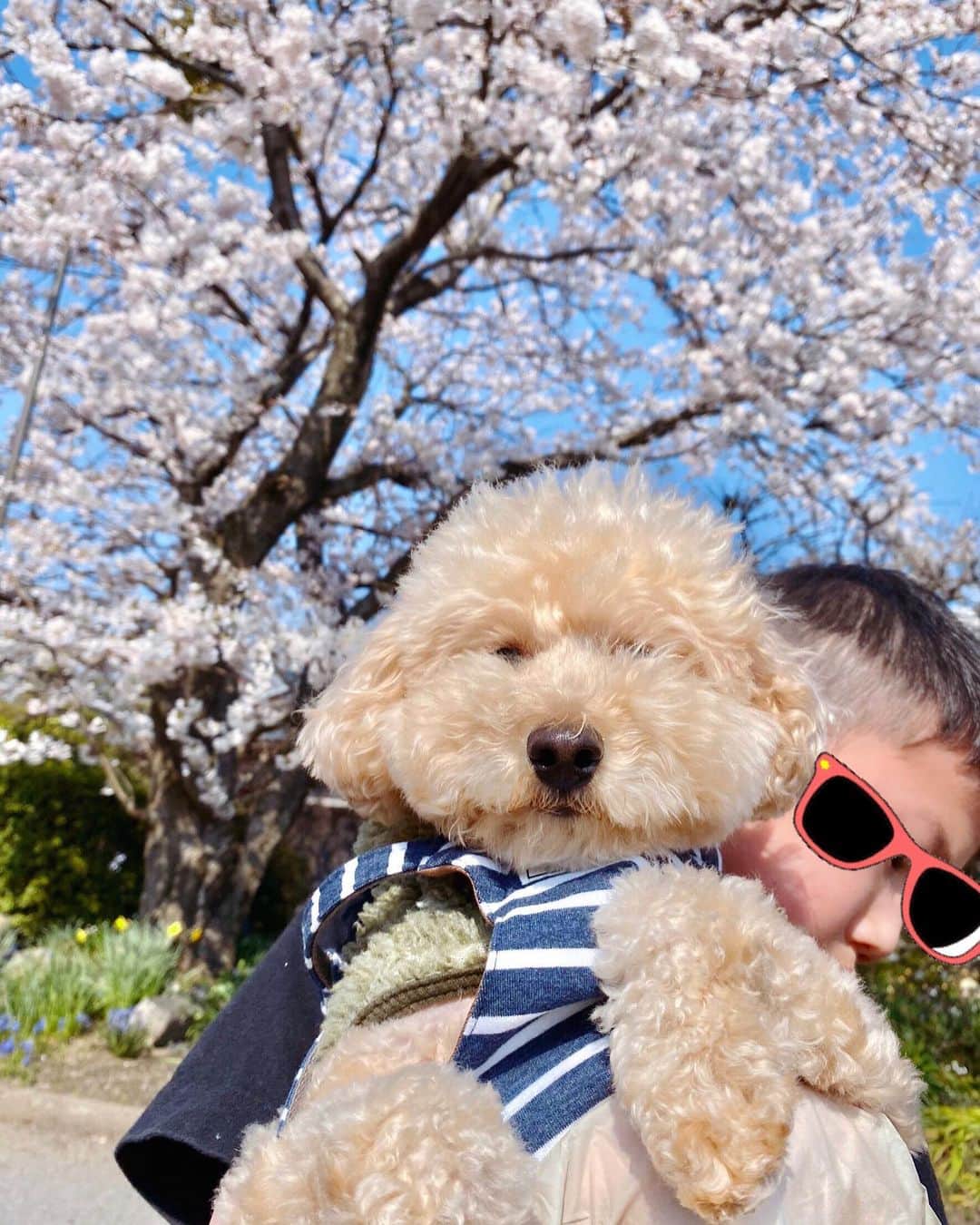 のインスタグラム：「実家からの写真🌸🐶﻿ 相変わらず目あいてないし ぬいぐるみ😻﻿🐾 ﻿ 桜満開🌸﻿確か姉が産まれた時に両親が植えたんだっけな？毎年家の目の前に満開の桜があるのが当たり前だったけど、今思えば贅沢かなぁ🙌﻿ ﻿ 帰りたいけど今は我慢。。。﻿ 写真で癒されてる😌﻿ ﻿ #トイプー﻿ #桜 #犬#dog#dogstagram #sakura#japan#cherryblossom#🌸 ﻿#Spring」