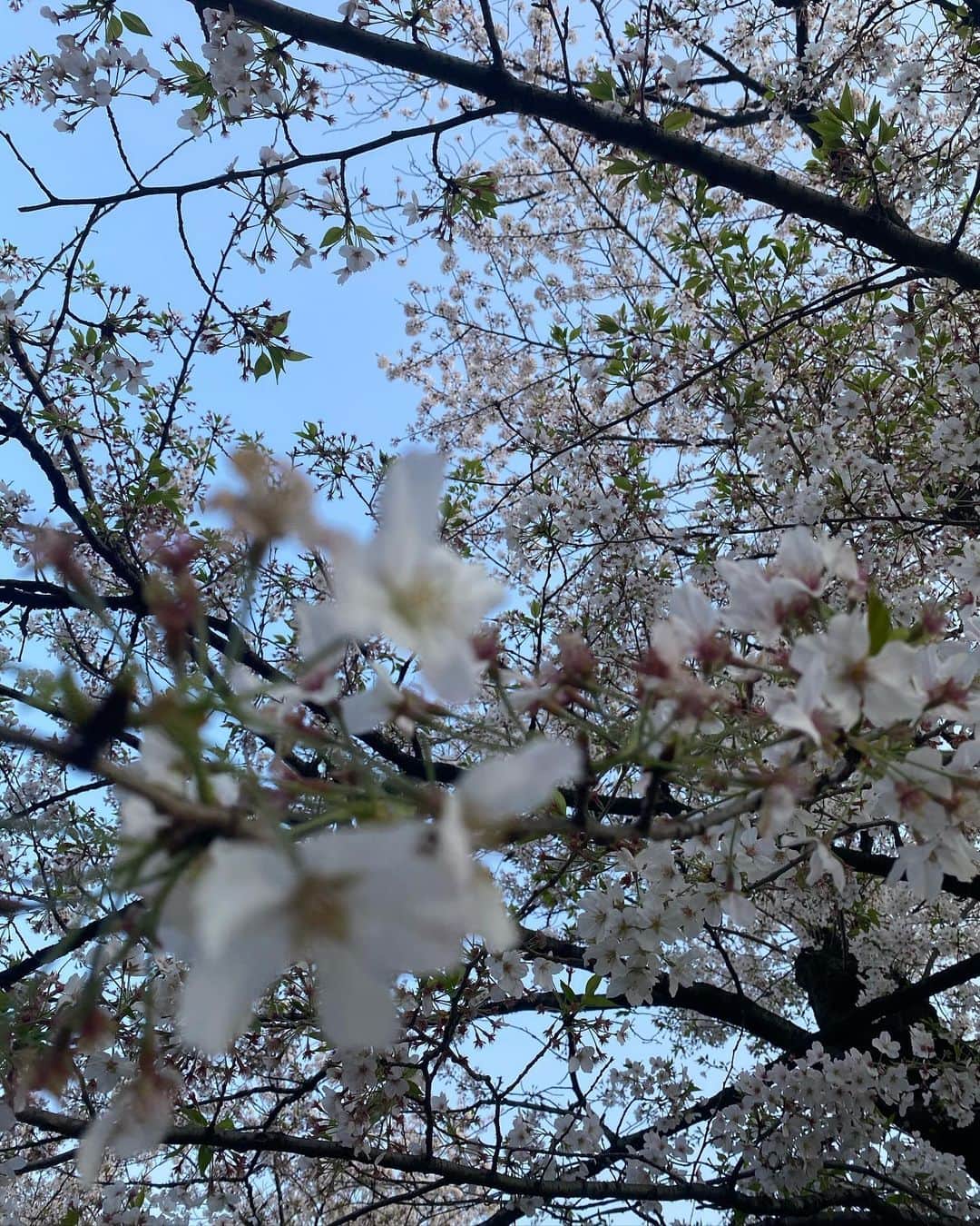 ハンナさんのインスタグラム写真 - (ハンナInstagram)「この御時世なので一瞬だけ桜見てきた🌸やっぱり春が好き！夏もサイコーだし、秋が一番好きだし、冬も年末とか楽しいし、基本楽しいけども🤓」4月4日 19時28分 - maximumthehanna