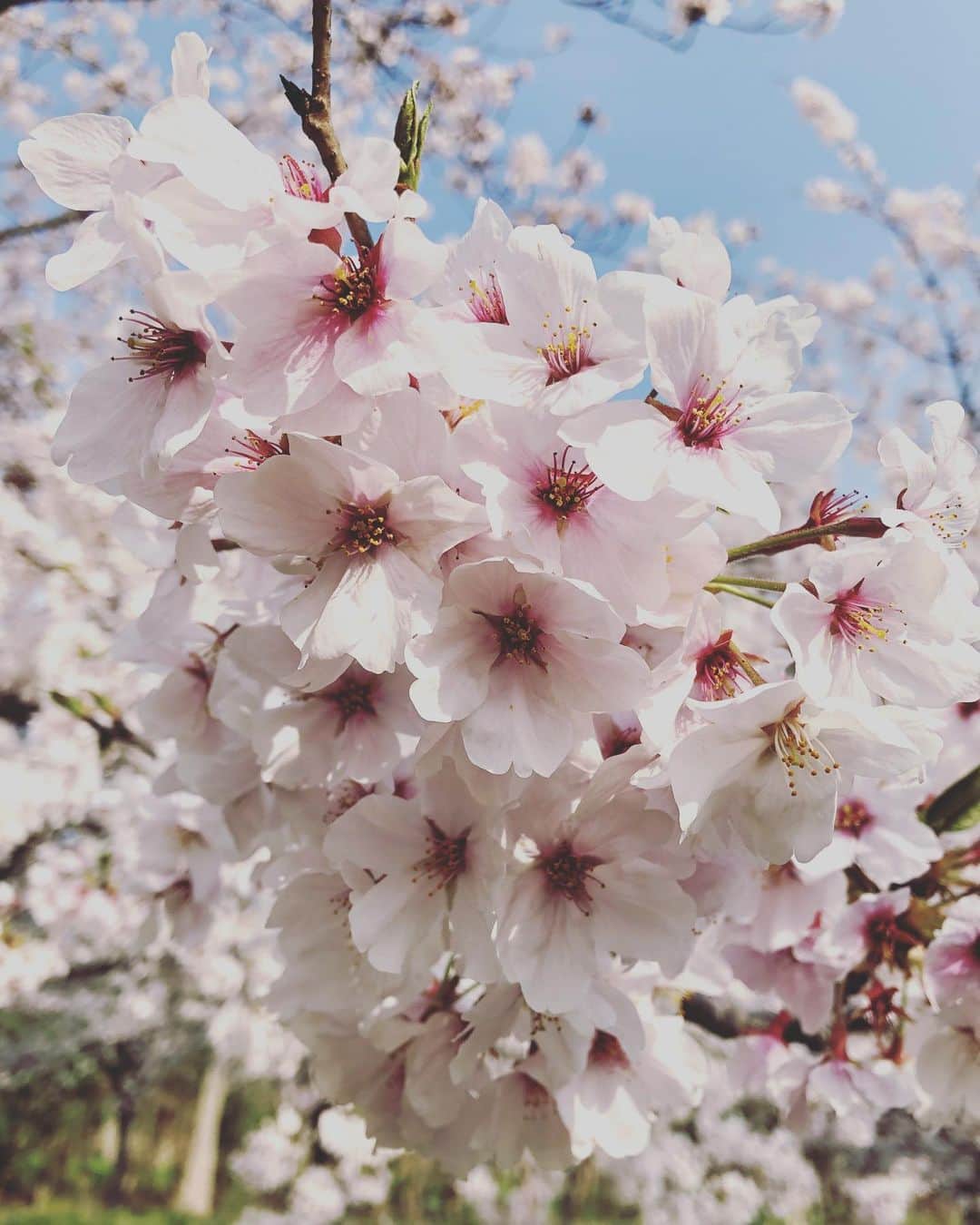 伊藤準規のインスタグラム：「さくら-2020- 美しい🌸 #さくら #桜 #sakura #日本 #japan #愛知 #名古屋」