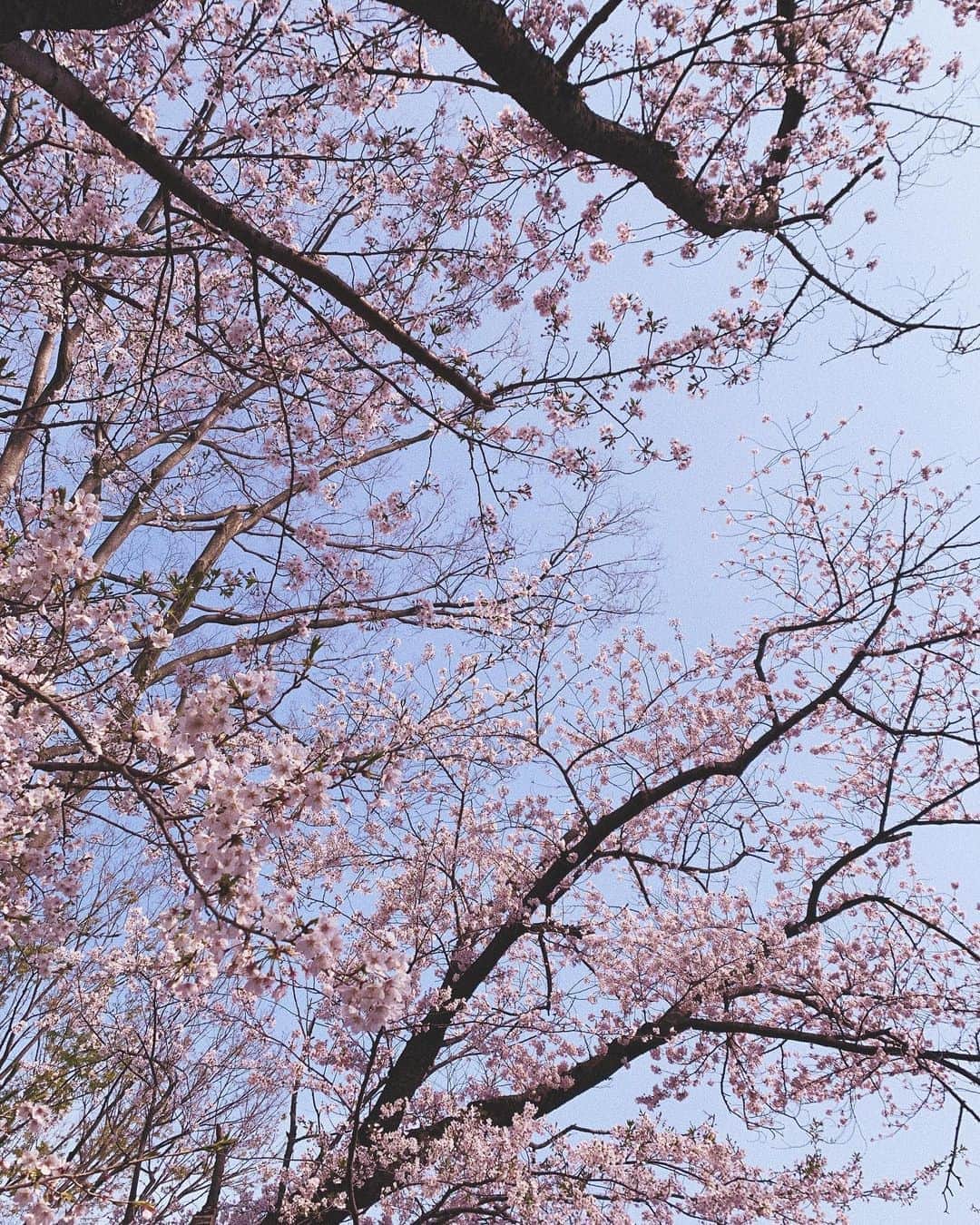 神尾美沙のインスタグラム：「🌸﻿ ﻿ 近所をそろりとお散歩…﻿ ﻿ 堪能しないうちに春が過ぎ去ると思うと﻿ せつないけれど、束の間のお花を味わいながら﻿ しろとお散歩を楽しみました🐩﻿ ﻿ ﻿ #桜#花見気分#チューリップ#春 #白ポメ#ポメラニアン#ポメラニアンが世界一可愛い#ポメラニアン部#ポメラニアン可愛い#今日もしろが可愛い」