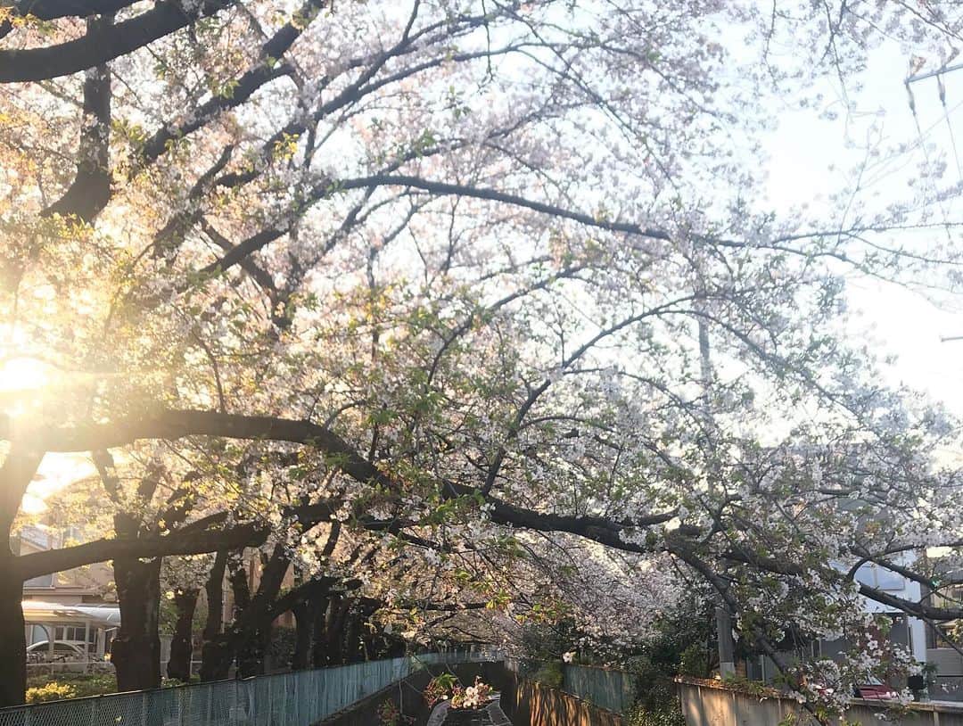 アヤメさんのインスタグラム写真 - (アヤメInstagram)「Sakura collection 2020🌸今年は長く楽しめました🌸満開は見逃したような気が🤔 #お花見 #お散歩」4月4日 19時32分 - ayame_socks