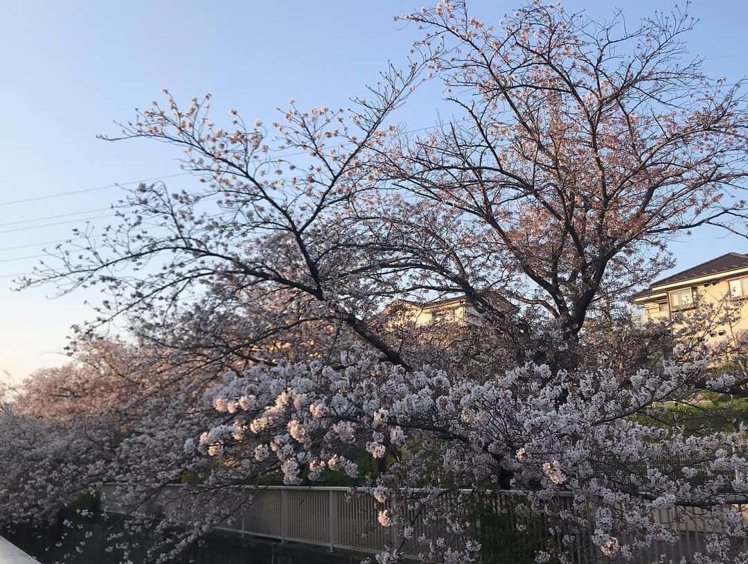 アヤメさんのインスタグラム写真 - (アヤメInstagram)「Sakura collection 2020🌸今年は長く楽しめました🌸満開は見逃したような気が🤔 #お花見 #お散歩」4月4日 19時32分 - ayame_socks