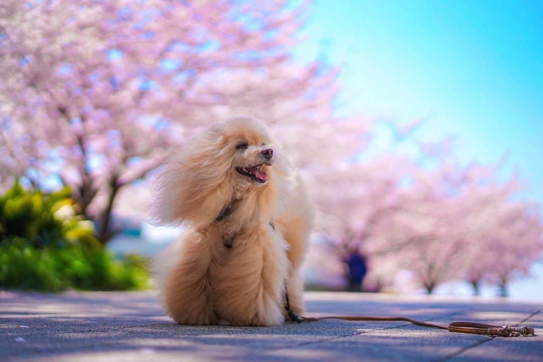 Toypoodle Mikuru?Asakusa Tokyoのインスタグラム