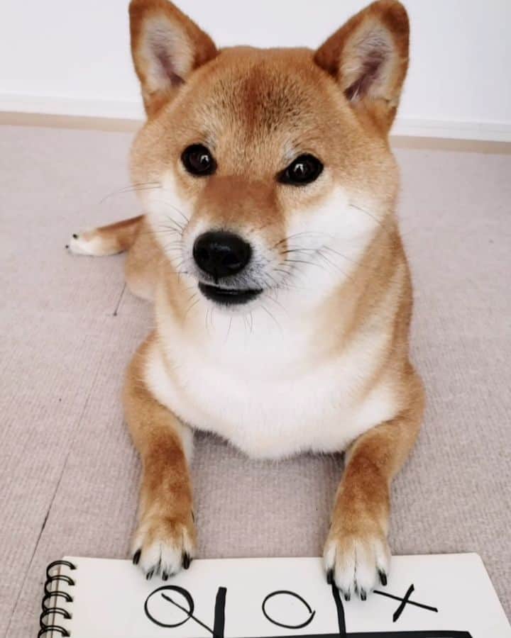 柴犬コマリのインスタグラム
