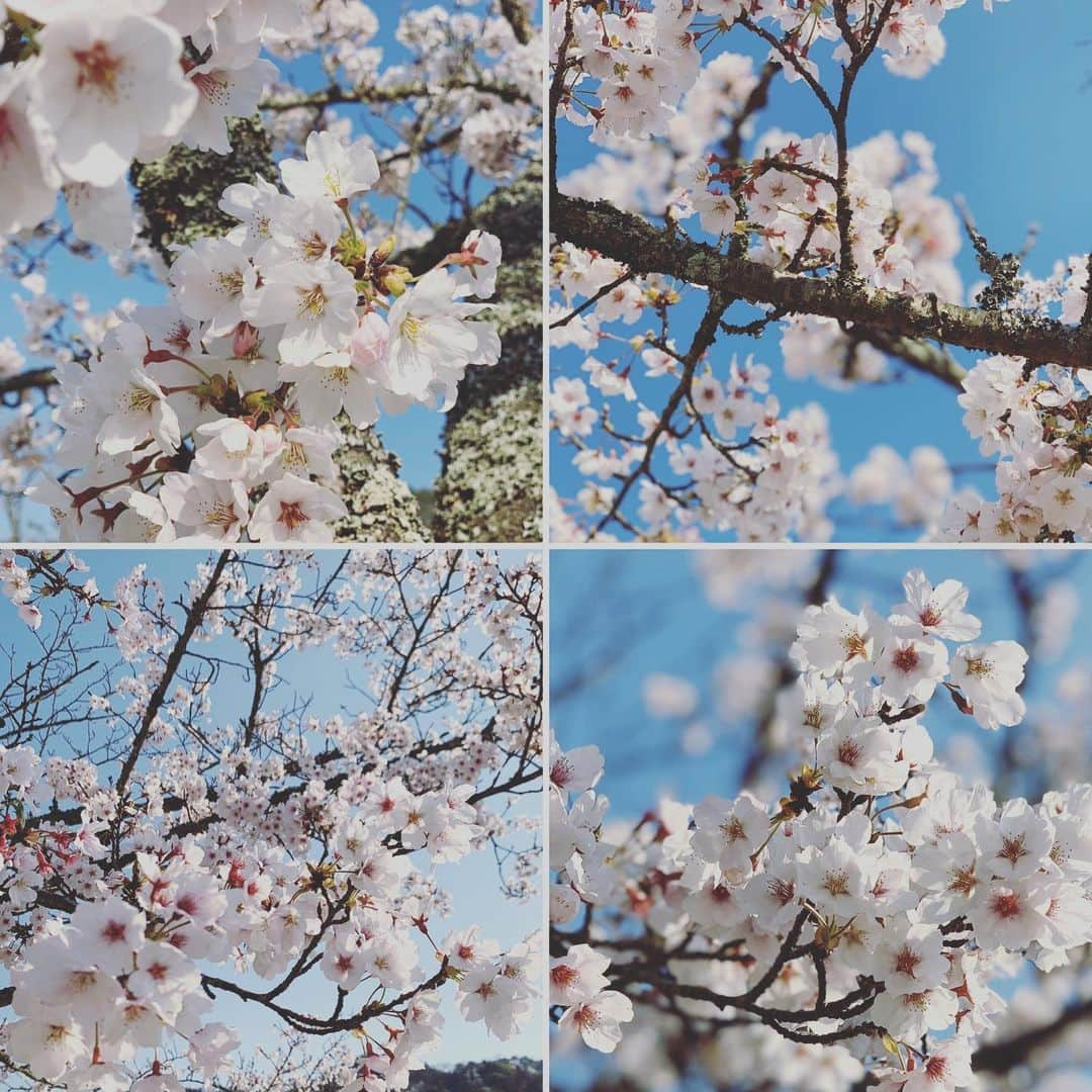 佐伯三貴さんのインスタグラム写真 - (佐伯三貴Instagram)「本当桜って綺麗🌸🥰❤️ コロナでいろんなことが不自由な毎日ですが桜を見ている時はほっこりしますね❤️😊 今できることを考えて行動しましょうね😊  それは自分だけでなくあなたの大切な人達のためでもあるから😉  #コロナに負けるな  #桜」4月4日 20時05分 - threeprecious