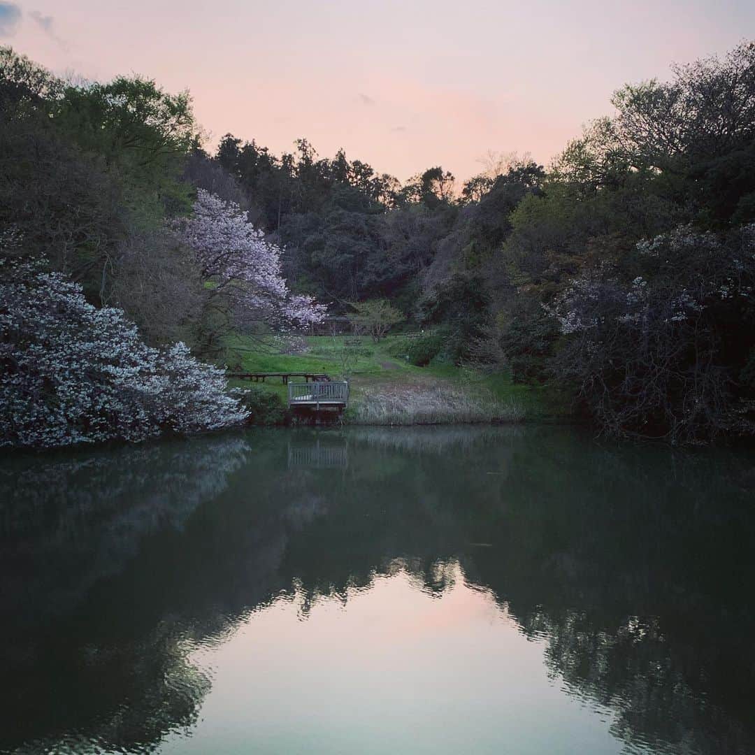 クリス智子さんのインスタグラム写真 - (クリス智子Instagram)「ほんのり桜色 sakura2020」4月4日 20時11分 - chris_tomoko