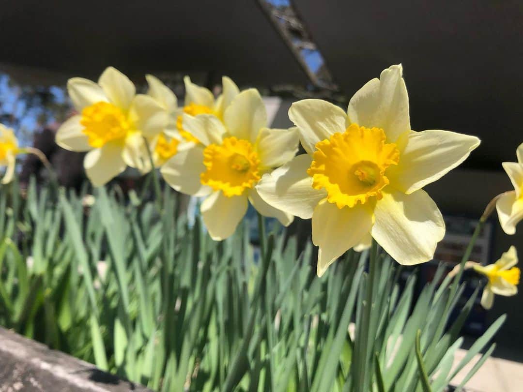 島津咲苗さんのインスタグラム写真 - (島津咲苗Instagram)「スイセンと花ニラの花。 淡い黄色と紫色、どちらも綺麗🌱」4月4日 20時18分 - sanae_shimazu