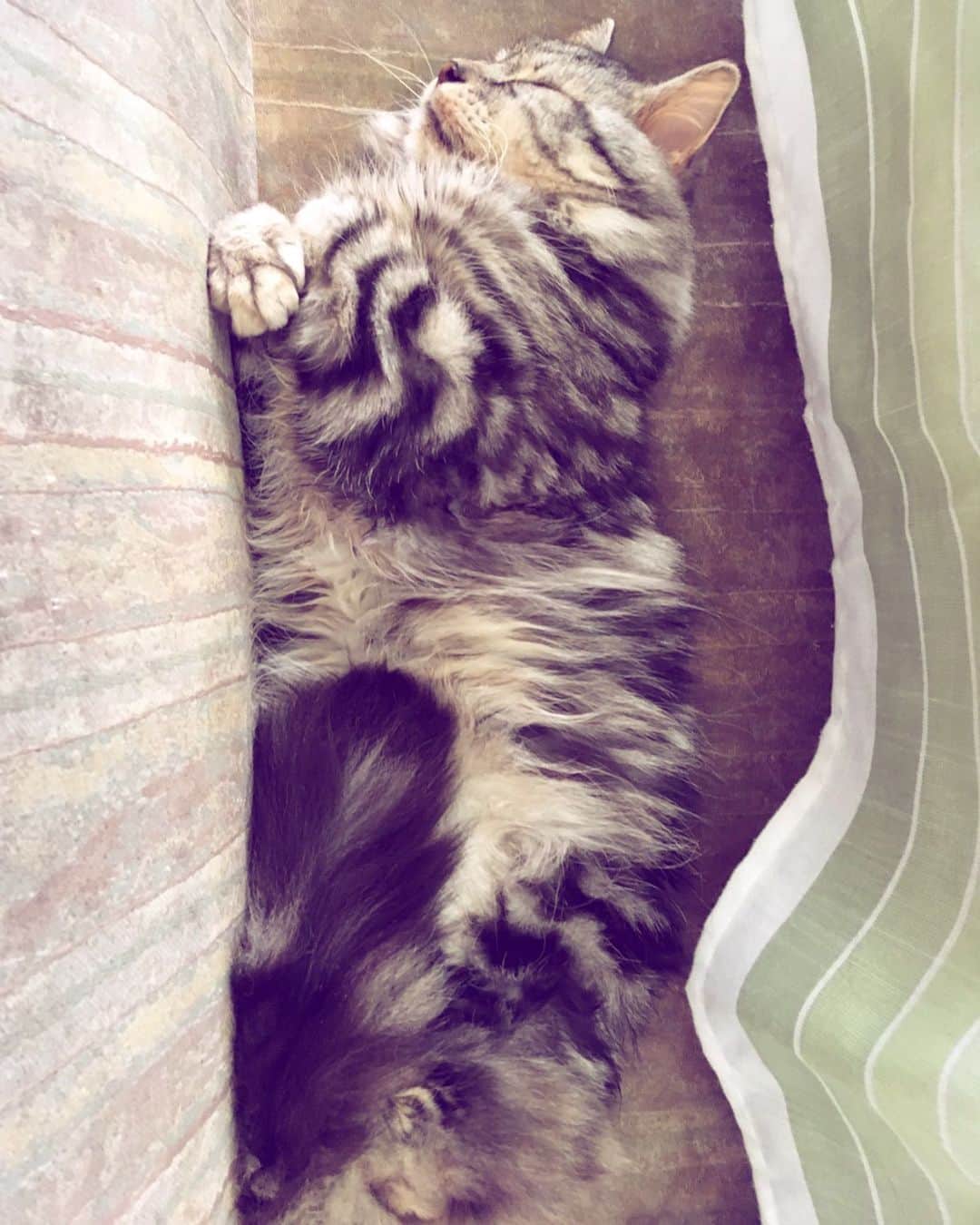 奥山レイカのインスタグラム：「見てるだけで心が落ち着く☺️ #ねこすたぐらむ #ねこ #cat #おうち時間 #いえねこ #ねこと一緒 #ねこ好き」