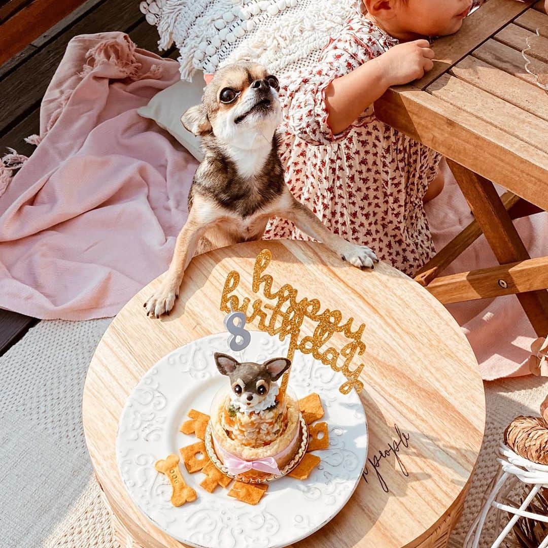 岡田美季さんのインスタグラム写真 - (岡田美季Instagram)「こつぶhappybirthday🎂💗 ということでおうちピクニック。 8回目のお祝い🐶 今年も大好物のこのケーキ。 今年はドレスを買いに行ける感じじゃなかったのでドレスなしだけど、そのままでもかわいいよ✨ 娘にはバナナケーキを焼いたのです🍌 #愛犬 #こつぶ #チワワ #スムチー」4月4日 20時59分 - mikiokada0225