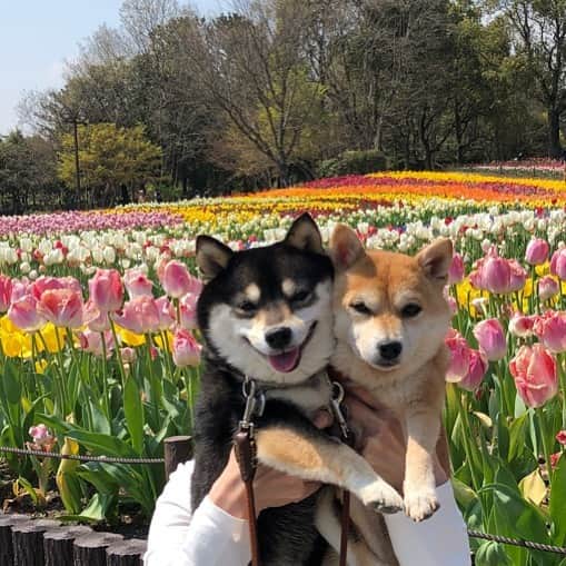 豆柴なつ&ふゆのインスタグラム